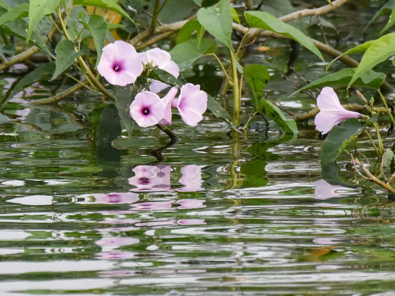 Morning Glory (Ipomoea Tricolor) — renowned for its vibrant trumpet-shaped flowers