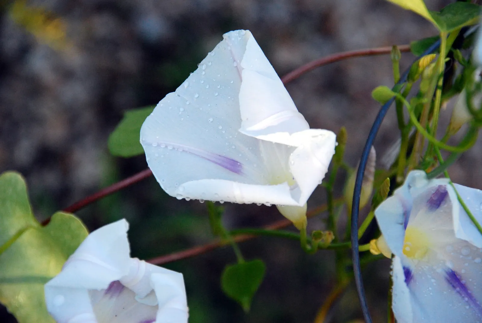 Morning Glory (Ipomoea Tricolor) — reaching heights of up to 10 to 15 feet; morning Glory (Ipomoea tricolor) is a fast-growing, image 100