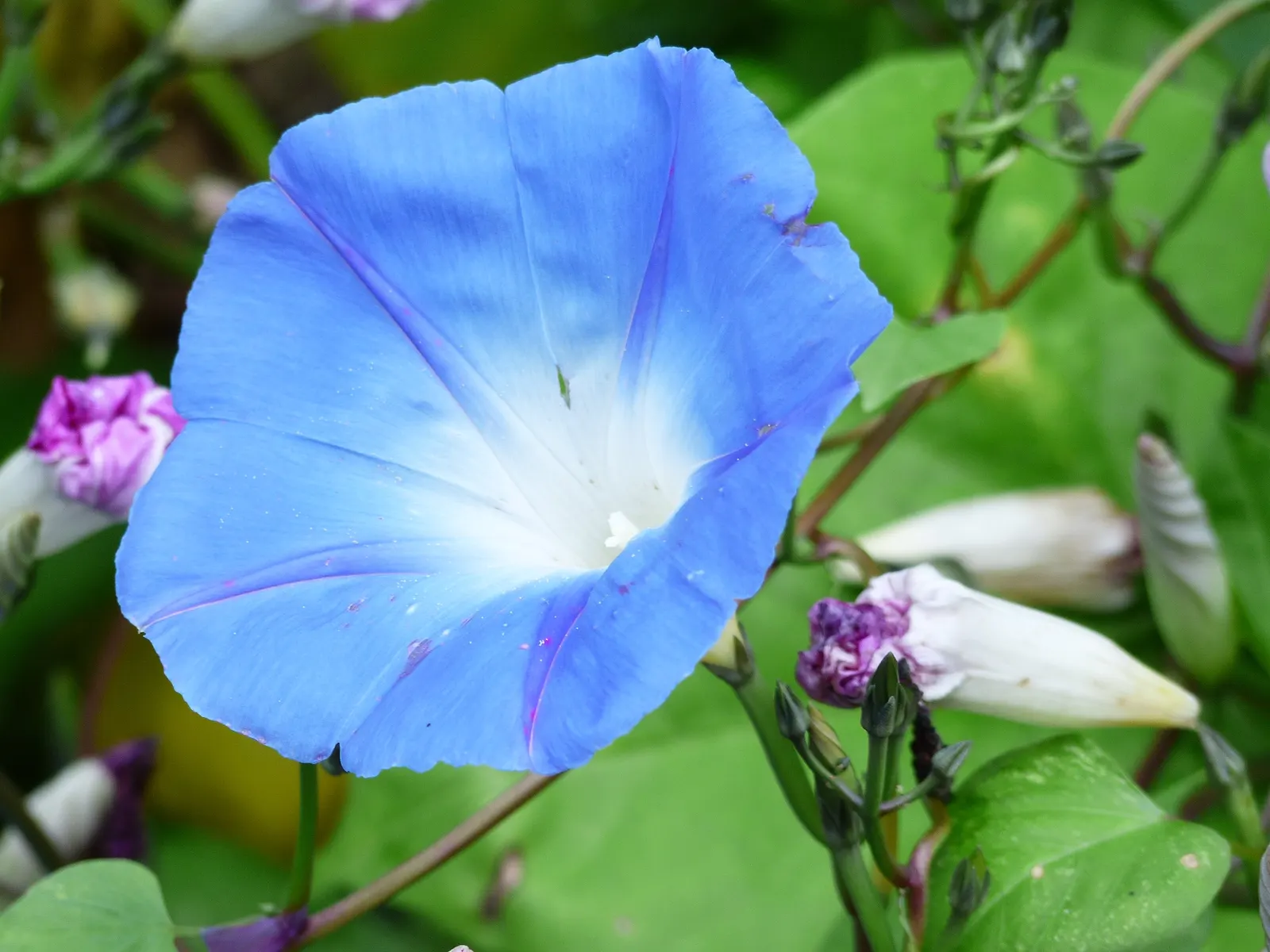 Morning Glory (Ipomoea Tricolor) — renowned for its vibrant trumpet-shaped flowers; a cherished addition to any garden