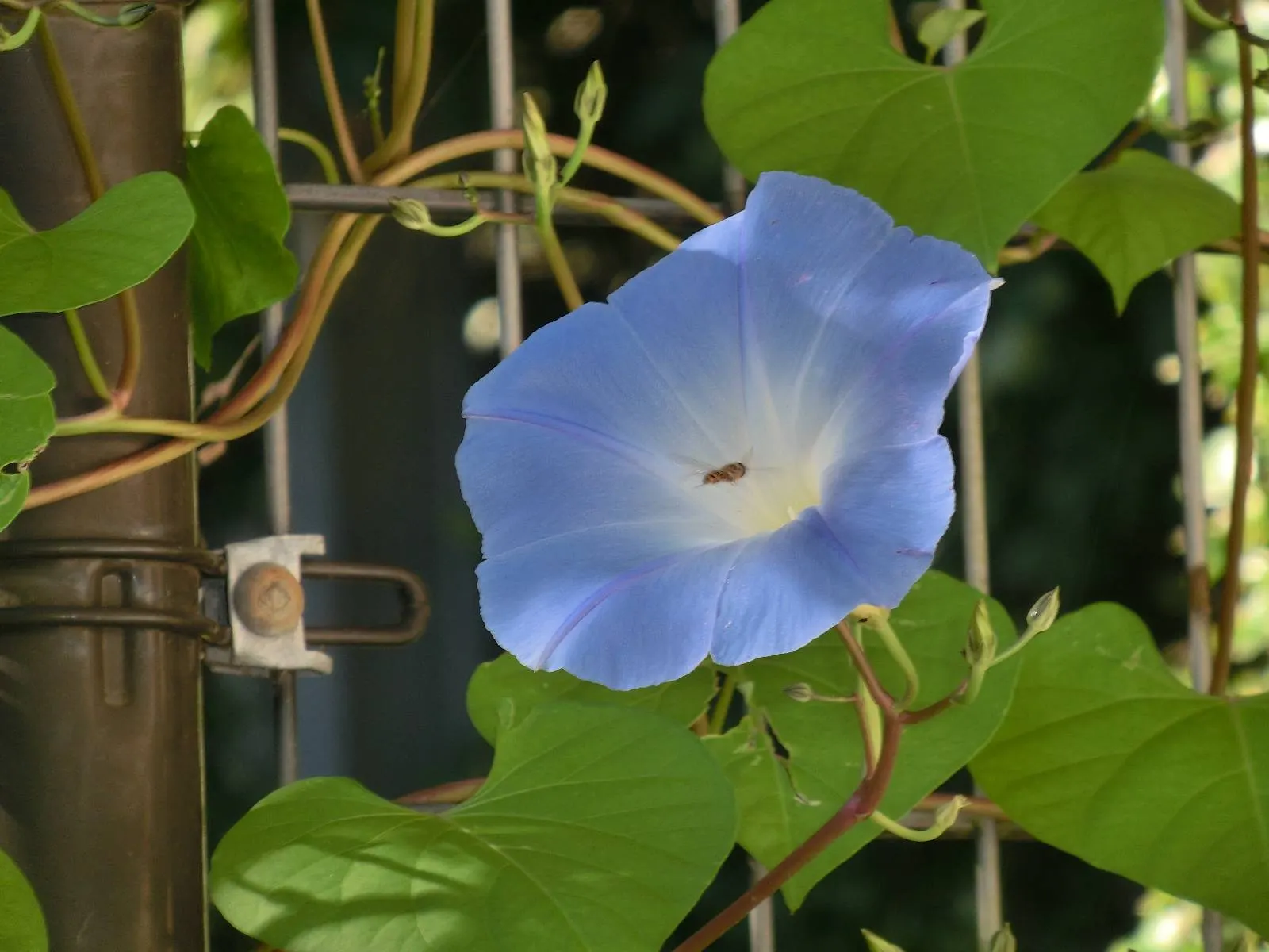 Morning Glory (Ipomoea Tricolor) — though mature plants display moderate drought tolerance.<br><br>Hardy to USDA zones 10-11; it requires, image 76