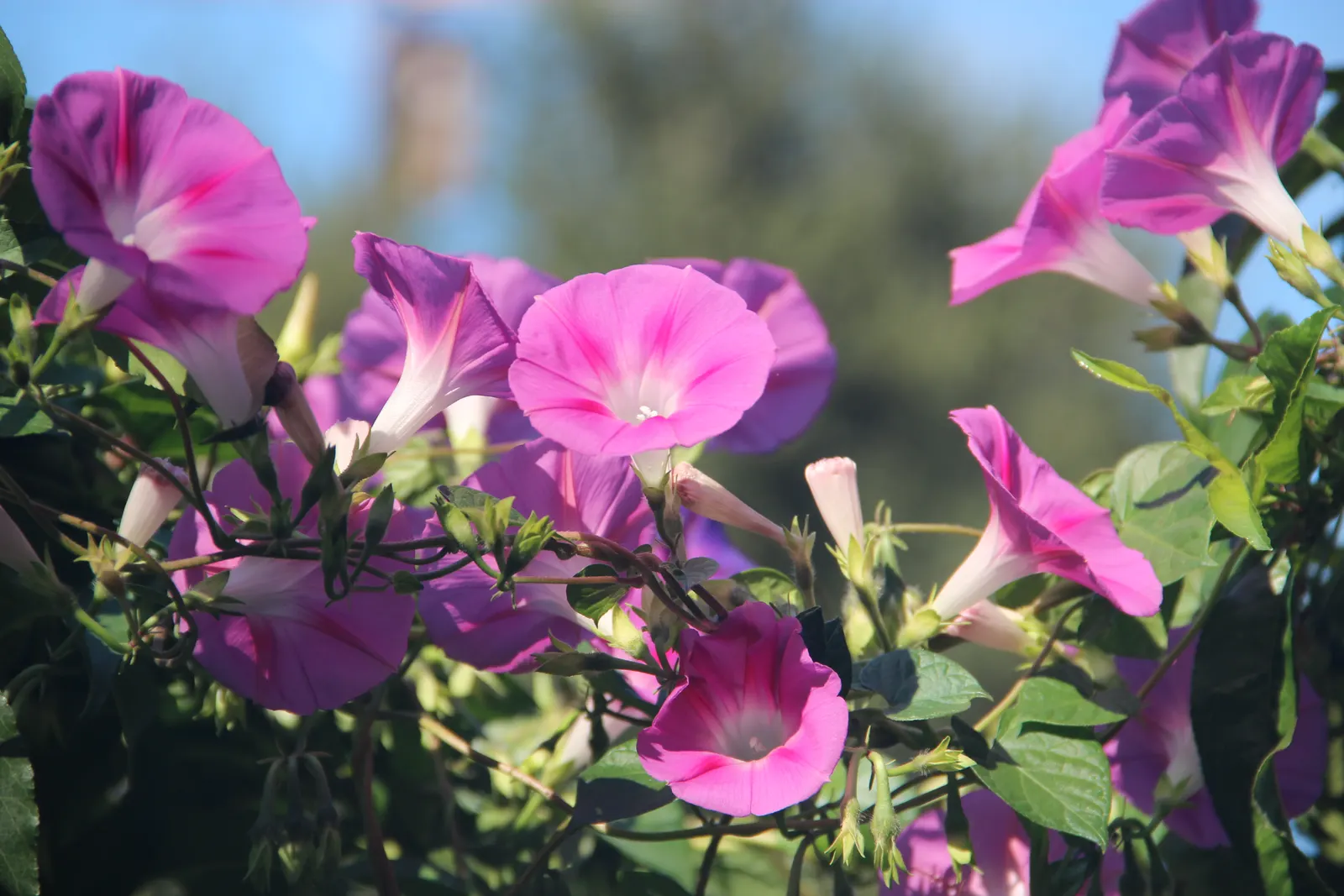 Morning Glory (Ipomoea Tricolor) — unfurl in the early morning to display hues of blue; note that seeds can be toxic if ingested, and the plant has, image 62