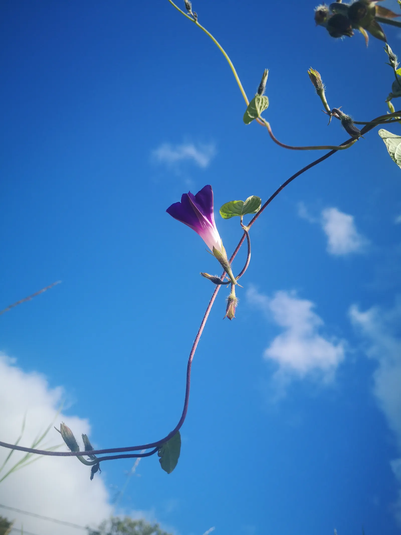 Morning Glory (Ipomoea Tricolor) — Weekly watering is recommended; vine for full, image 104