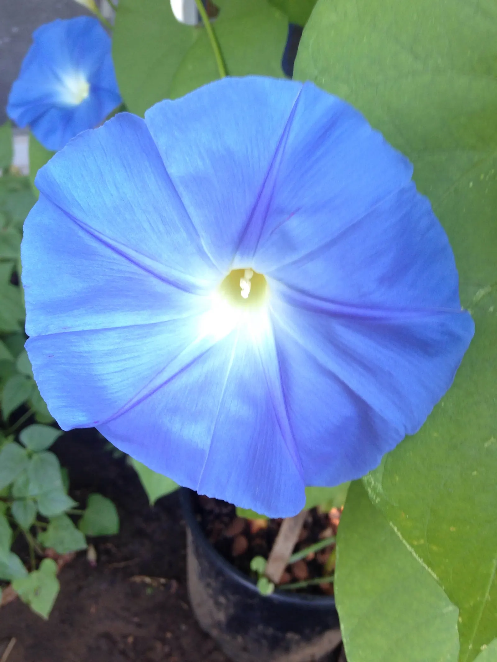 Morning Glory (Ipomoea Tricolor) — renowned for its vibrant trumpet-shaped flowers; a cherished addition to any garden, image 89