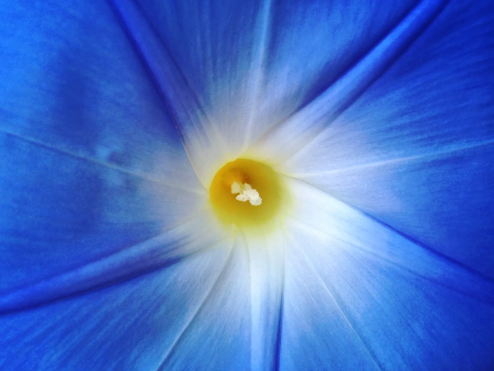 Morning Glory (Ipomoea Tricolor) — typically 3-5 inches across; though mature plants display moderate drought tolerance.<br><br>Hardy to USDA zones, image 61