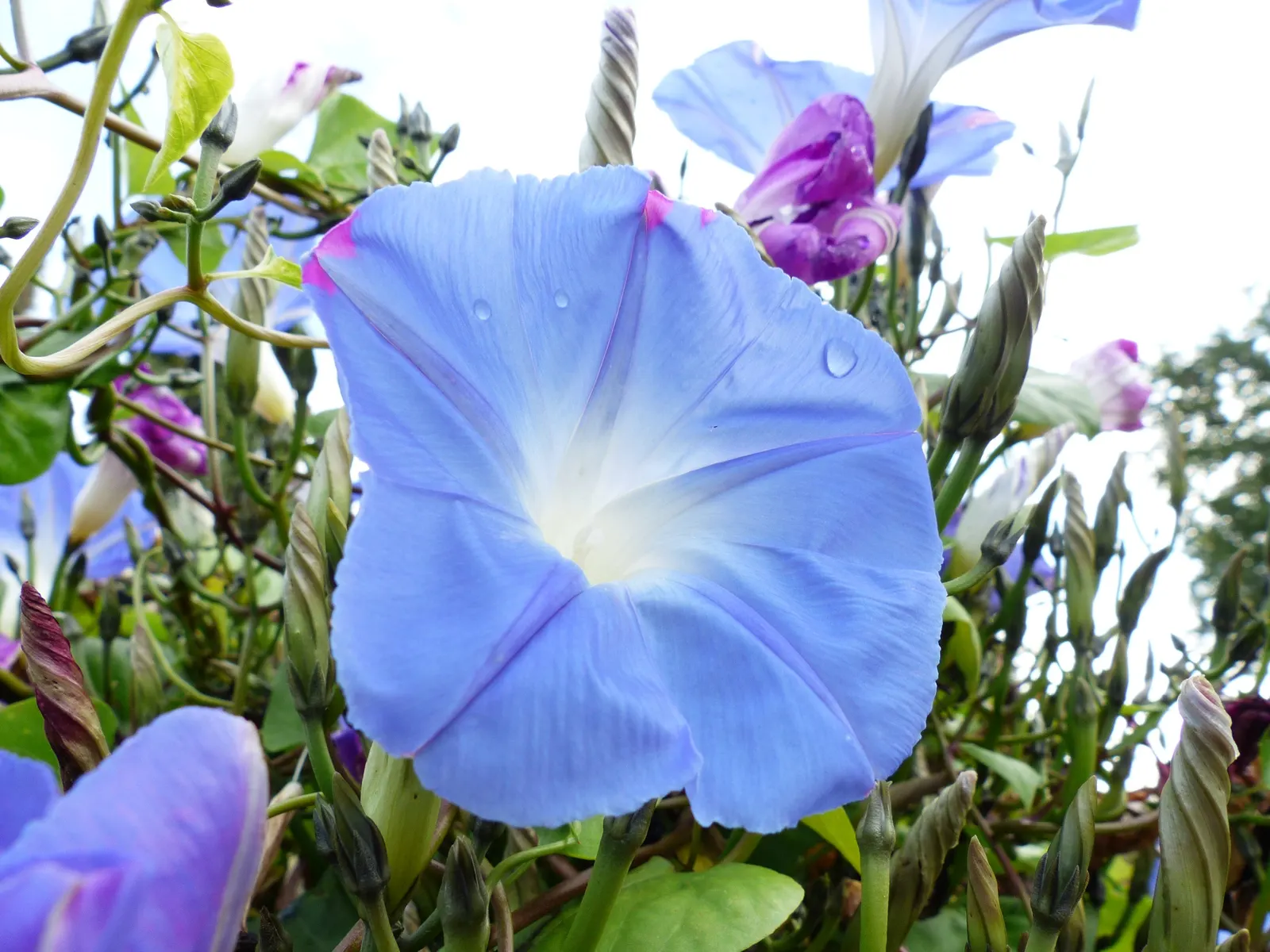 Morning Glory (Ipomoea Tricolor) — renowned for its vibrant trumpet-shaped flowers; a cherished addition to any garden, image 60