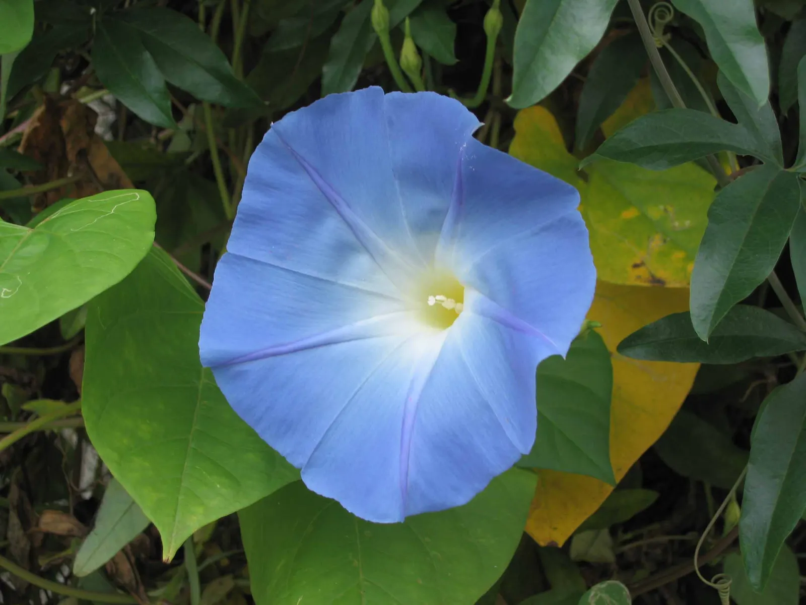Morning Glory (Ipomoea Tricolor) — often with a distinctive white throat.<br><br>This twining climber can rapidly ascend trellises