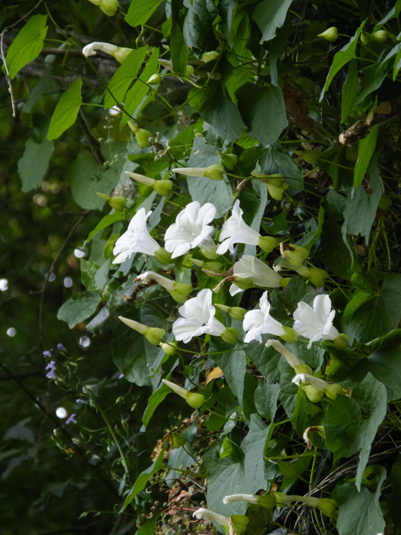 Morning Glory (Ipomoea Tricolor) — Planting in well-draining soil enriched with organic matter supports its growth, image 73