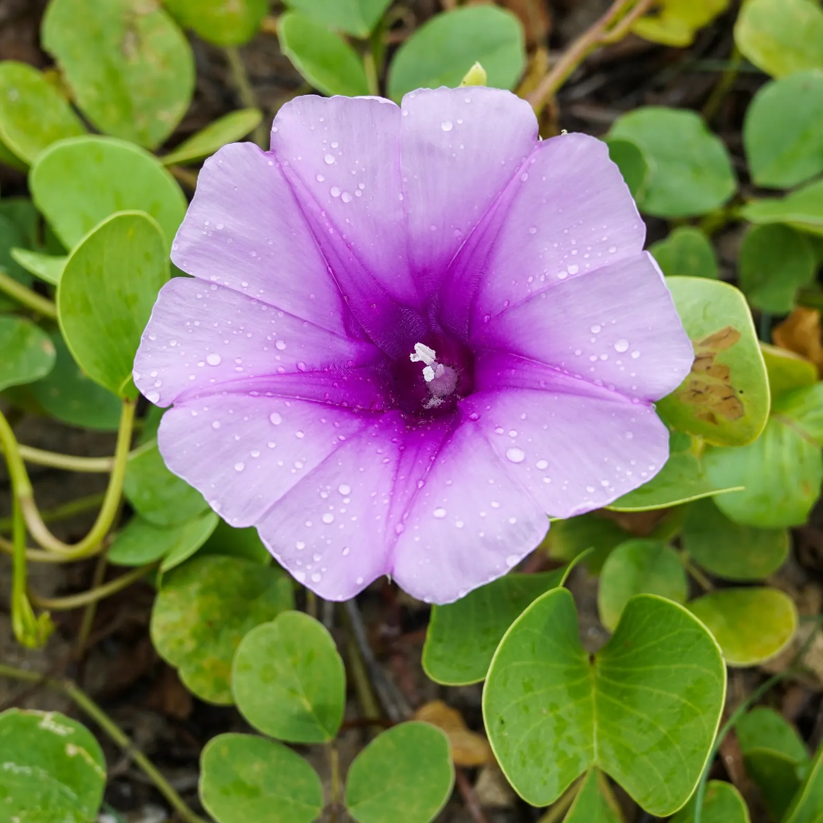 Morning Glory (Ipomoea Tricolor) — The Morning Glory (Ipomoea tricolor) is a captivating and versatile annual vine known for its stunning; renowned, image 96