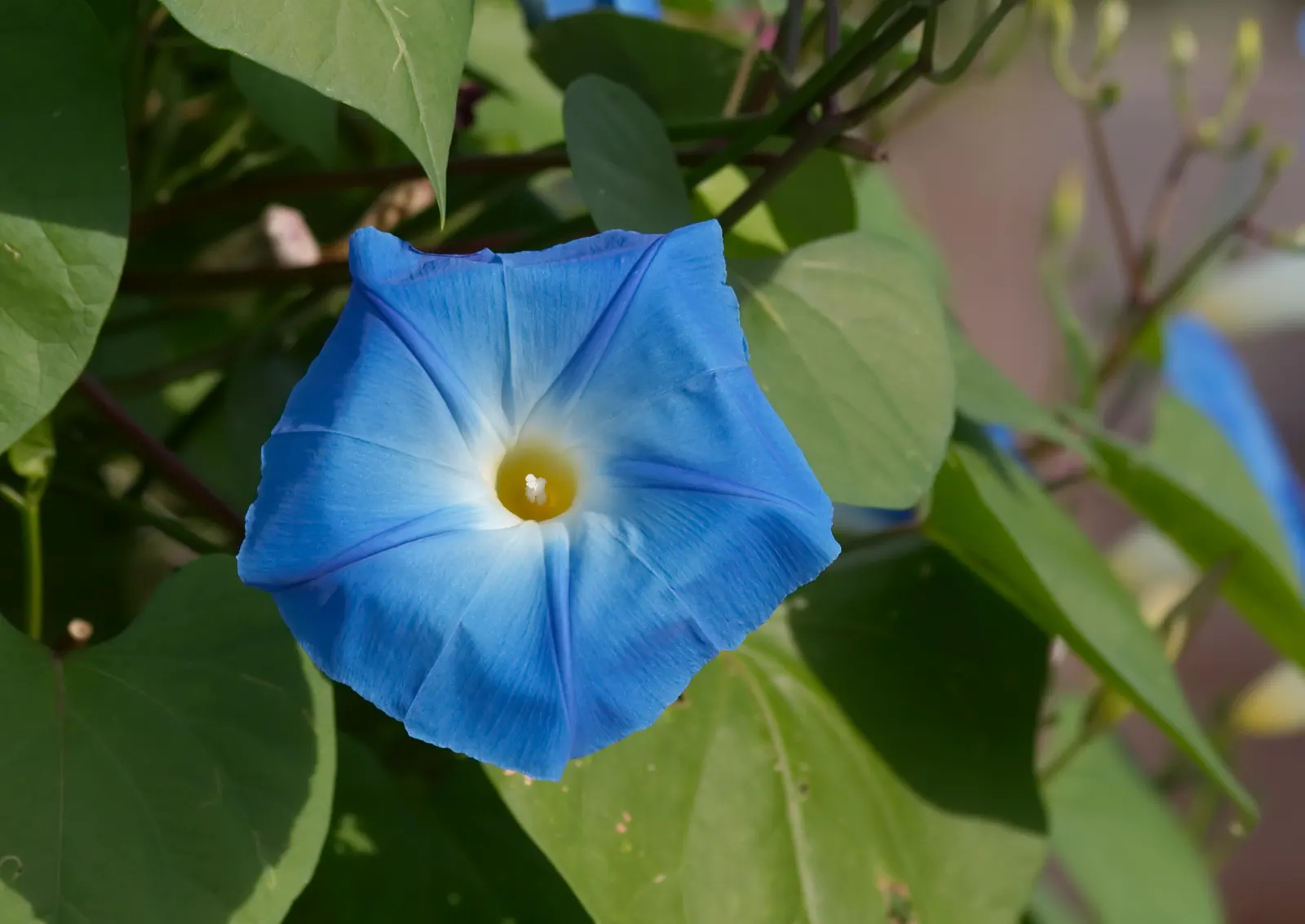 Morning Glory (Ipomoea Tricolor) — though mature plants display moderate drought tolerance.<br><br>Hardy to USDA zones 10-11; it requires, image 105