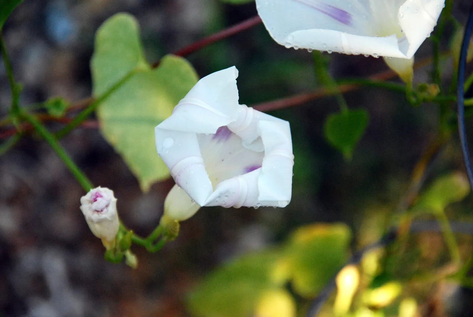 Morning Glory (Ipomoea Tricolor) — Note that seeds can be toxic if ingested, and the plant has invasive tendencies in some regions