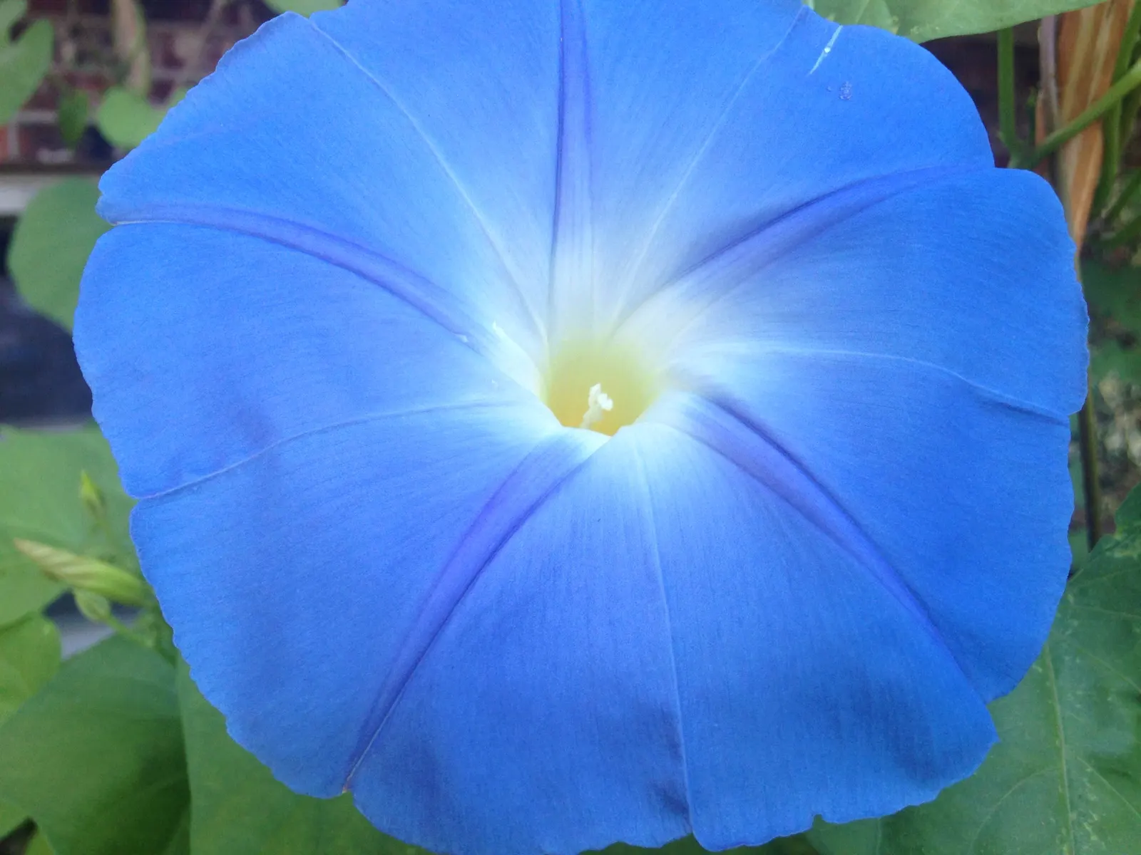 Morning Glory (Ipomoea Tricolor) — Planting in well-draining soil enriched with organic matter supports its growth, image 102