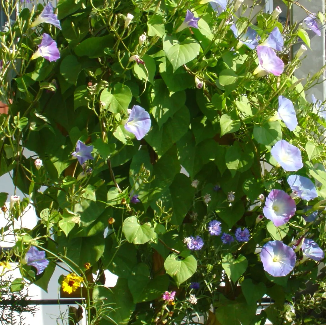 Morning Glory (Ipomoea Tricolor) — typically 3-5 inches across