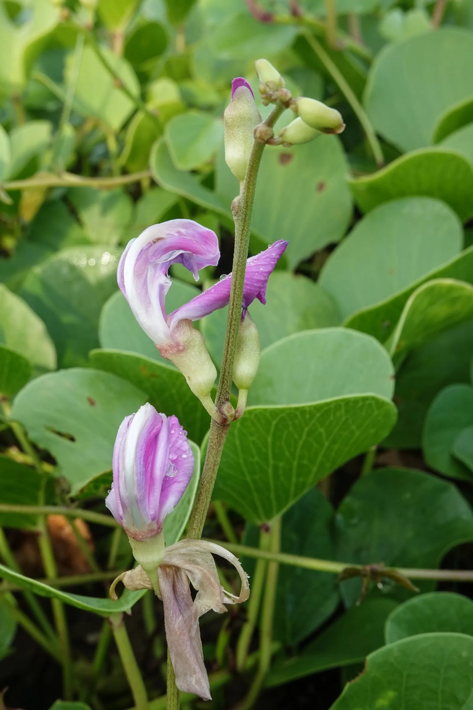 Morning Glory (Ipomoea Tricolor) — The Morning Glory (Ipomoea tricolor) is a captivating and versatile annual vine known for its stunning