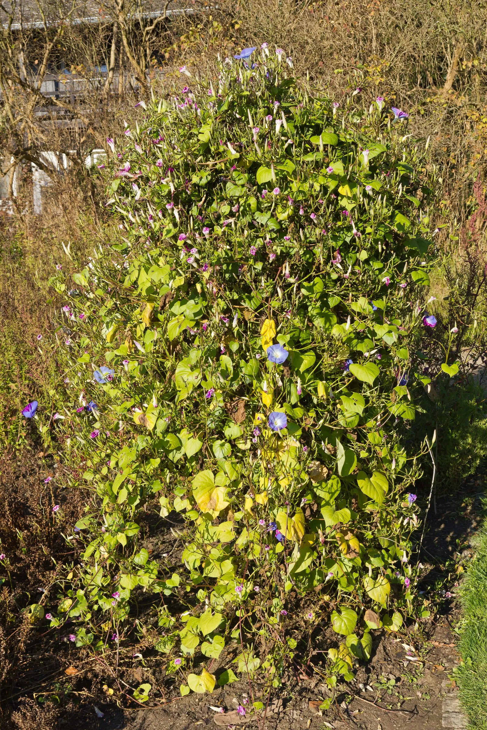 Morning Glory (Ipomoea Tricolor) — Its heart-shaped green leaves create a lush backdrop, further accentuating the floral display; reaching heights, image 101