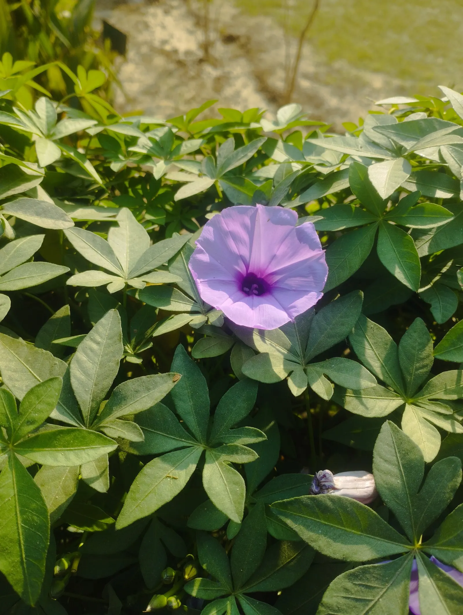 Morning Glory (Ipomoea Tricolor) — it's advisable to deadhead regularly and incorporate a balanced; vine with blue and lavender and multi-colored, image 108