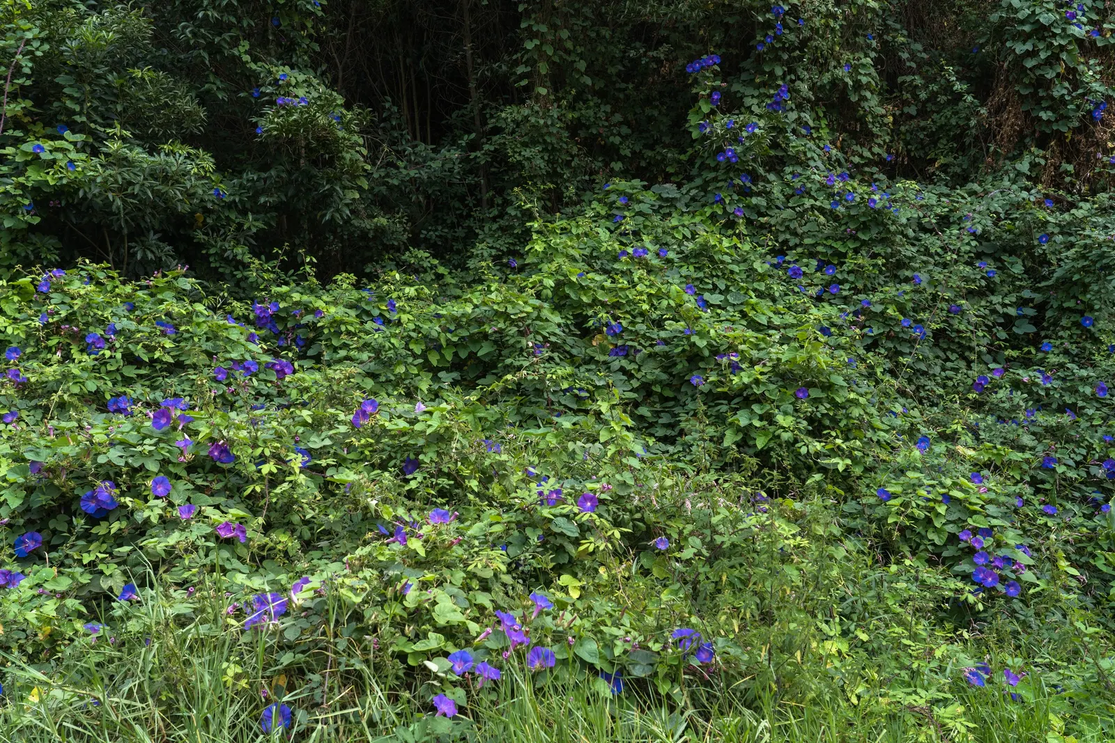 Morning Glory (Ipomoea Tricolor) — Morning Glory (Ipomoea tricolor) is a fast-growing; unfurl in the early morning to display hues of blue, image 88