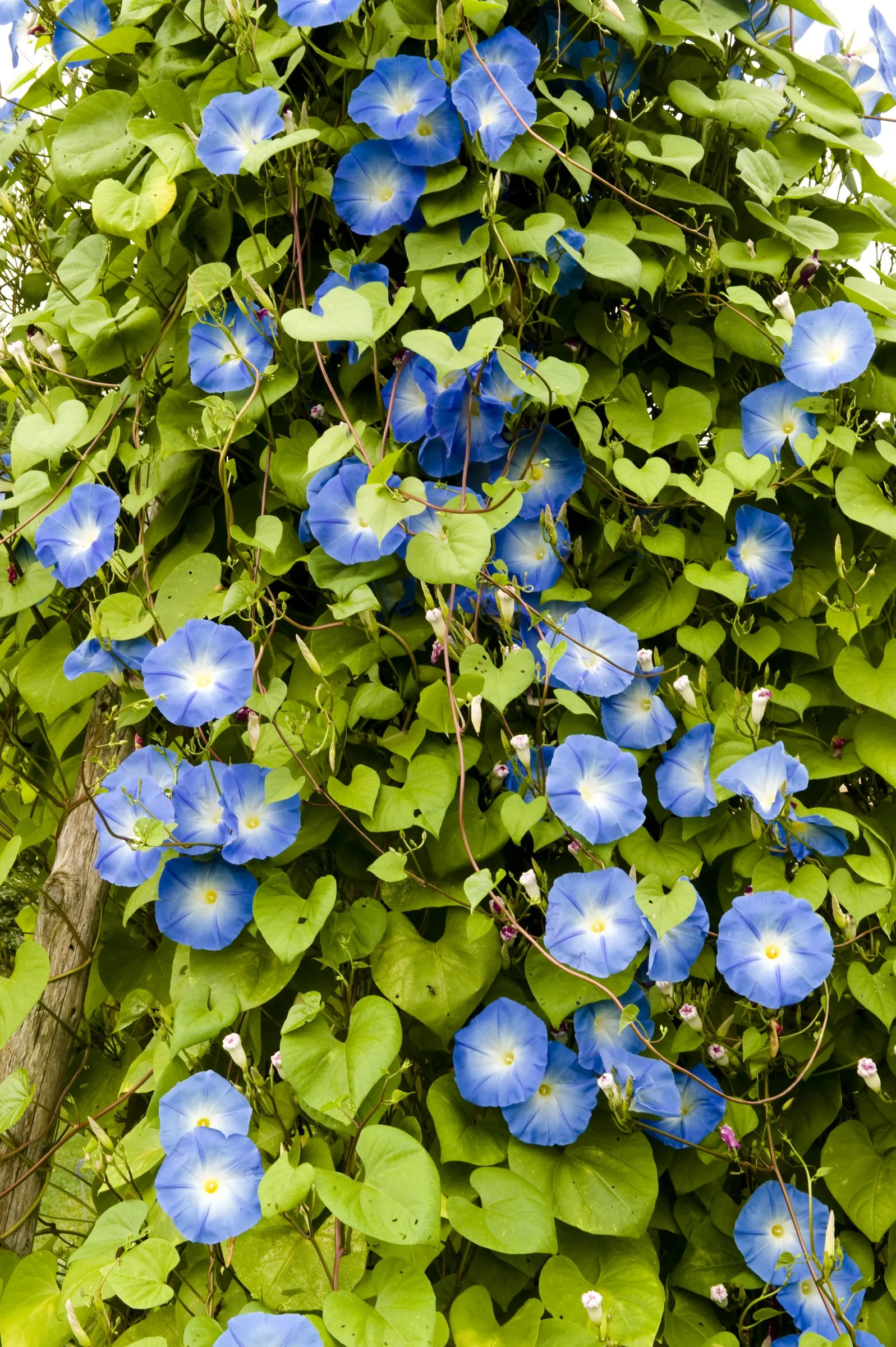Morning Glory (Ipomoea Tricolor) — and can serve to obscure less desirable elements