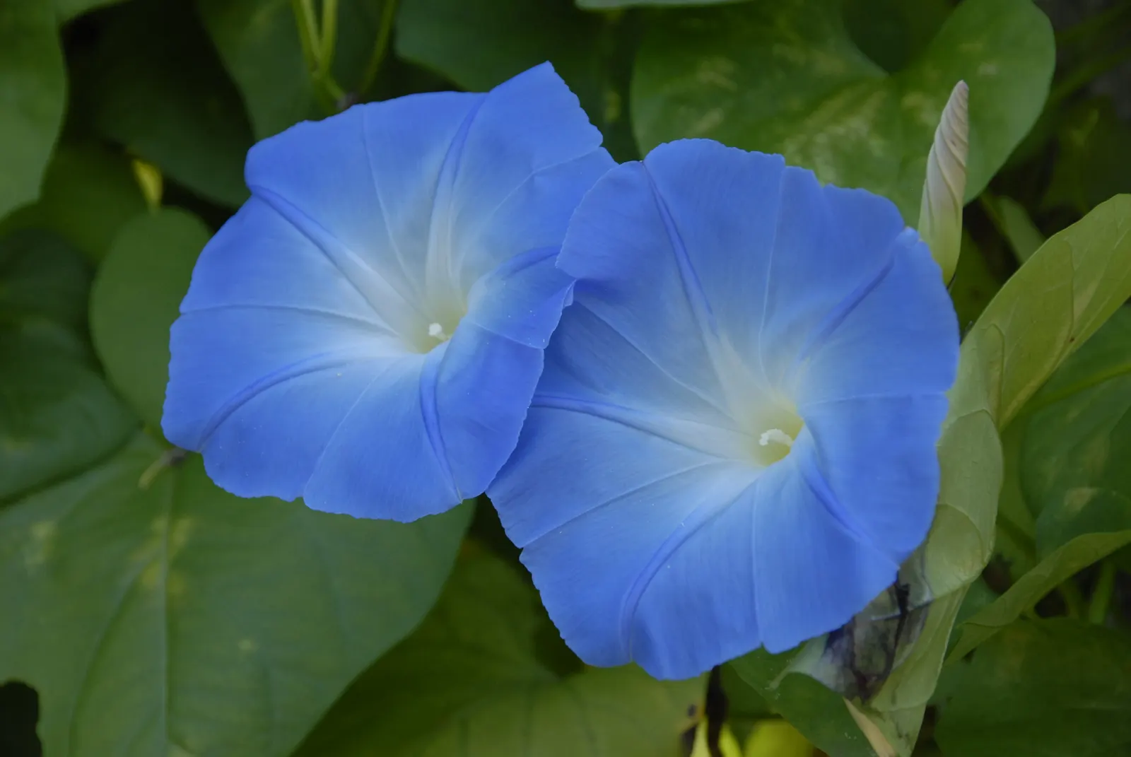 Morning Glory (Ipomoea Tricolor) — often with a contrasting star