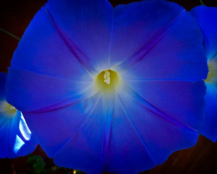 Morning Glory (Ipomoea Tricolor) — If situated in cooler climates, they are best grown as annuals; it's advisable to deadhead regularly and, image 78