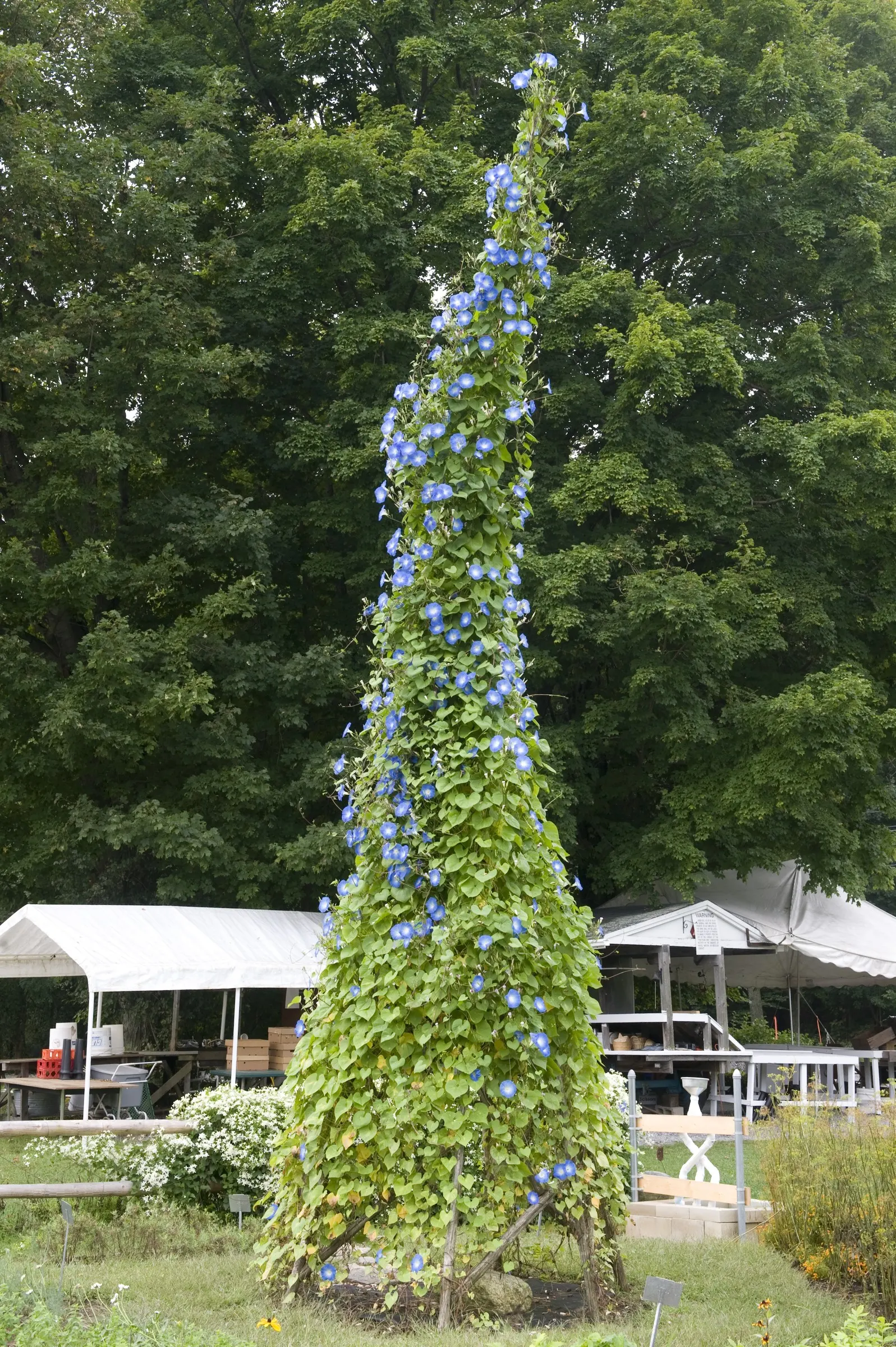 Morning Glory (Ipomoea Tricolor) — Ipomoea tricolor provides vertical interest; reaching heights of up to 10 to 15 feet
