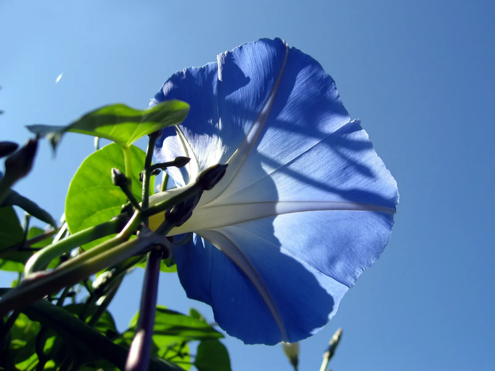 Morning Glory (Ipomoea Tricolor) — It's key to monitor and control its spread to prevent any ecological impact; often with a contrasting star, image 84