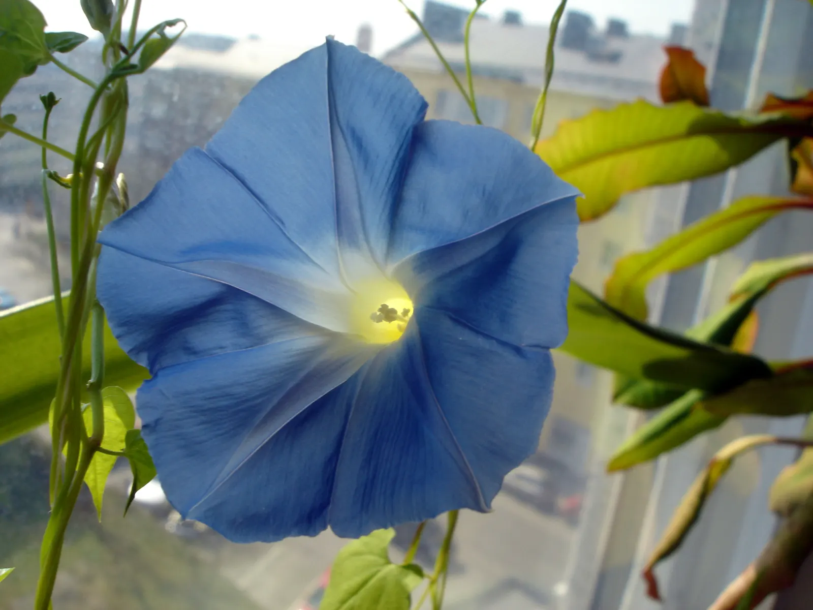 Morning Glory (Ipomoea Tricolor) — it's advisable to deadhead regularly and incorporate a balanced