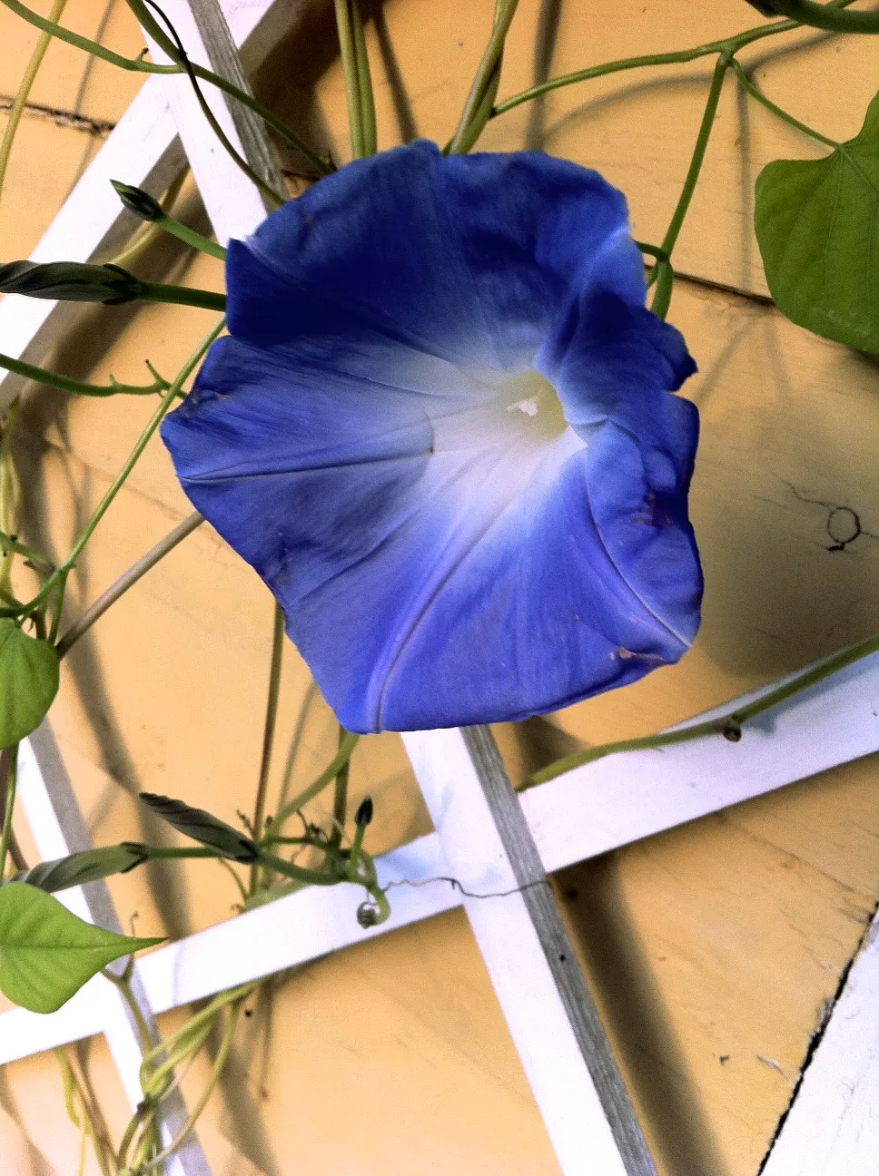 Morning Glory (Ipomoea Tricolor) — Morning Glories prefer temperatures between 64&deg;F and 85&deg;F; its heart-shaped green leaves create a lush, image 77