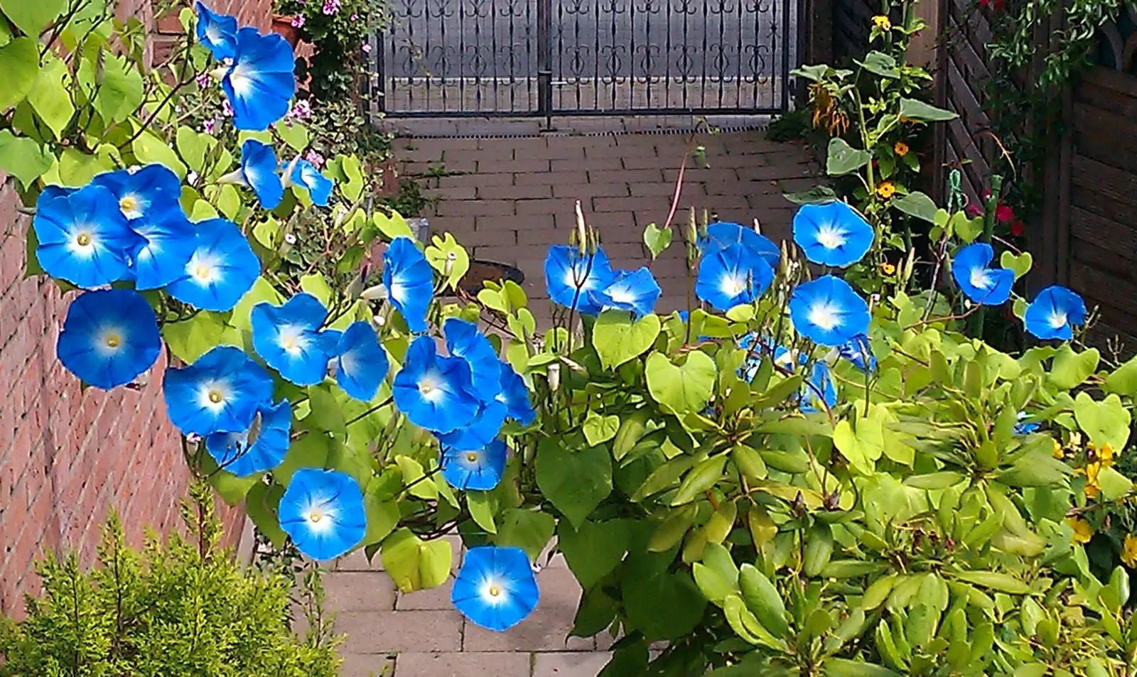 Morning Glory (Ipomoea Tricolor) — often with a distinctive white throat.<br><br>This twining climber can rapidly ascend trellises; ipomoea, image 70