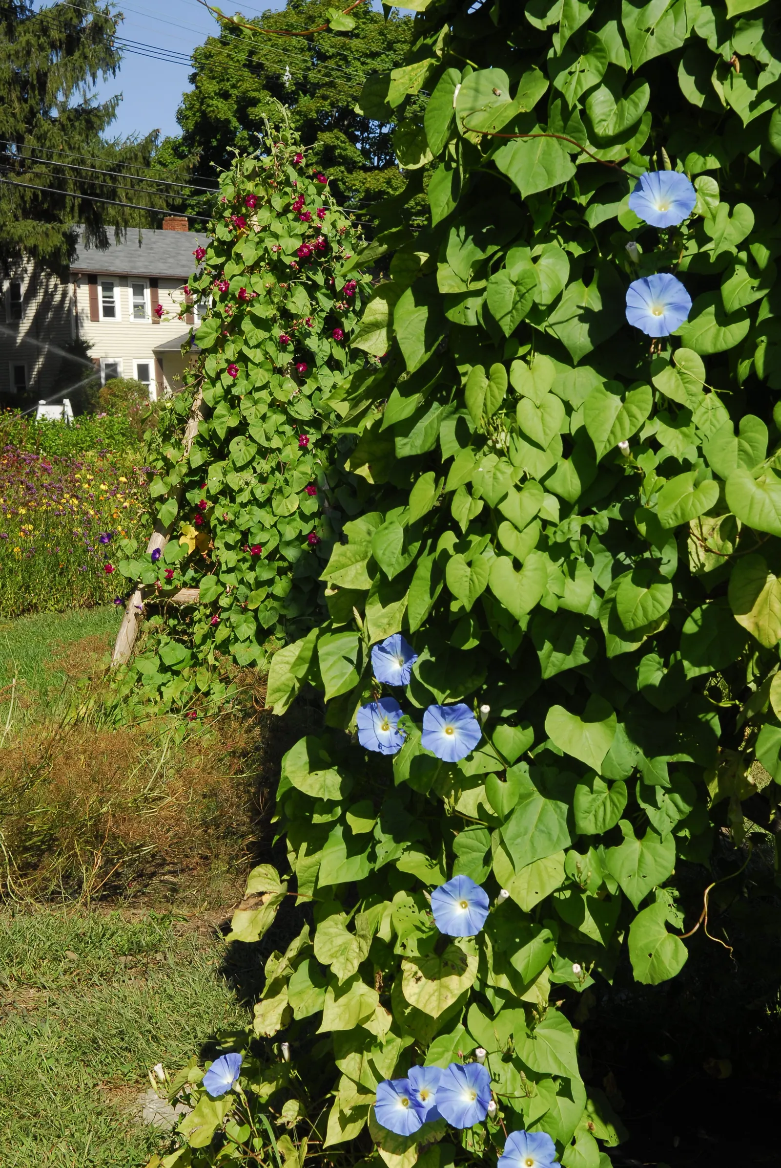 Morning Glory (Ipomoea Tricolor) — vine for full; it's key to monitor and control its spread to prevent any ecological impact