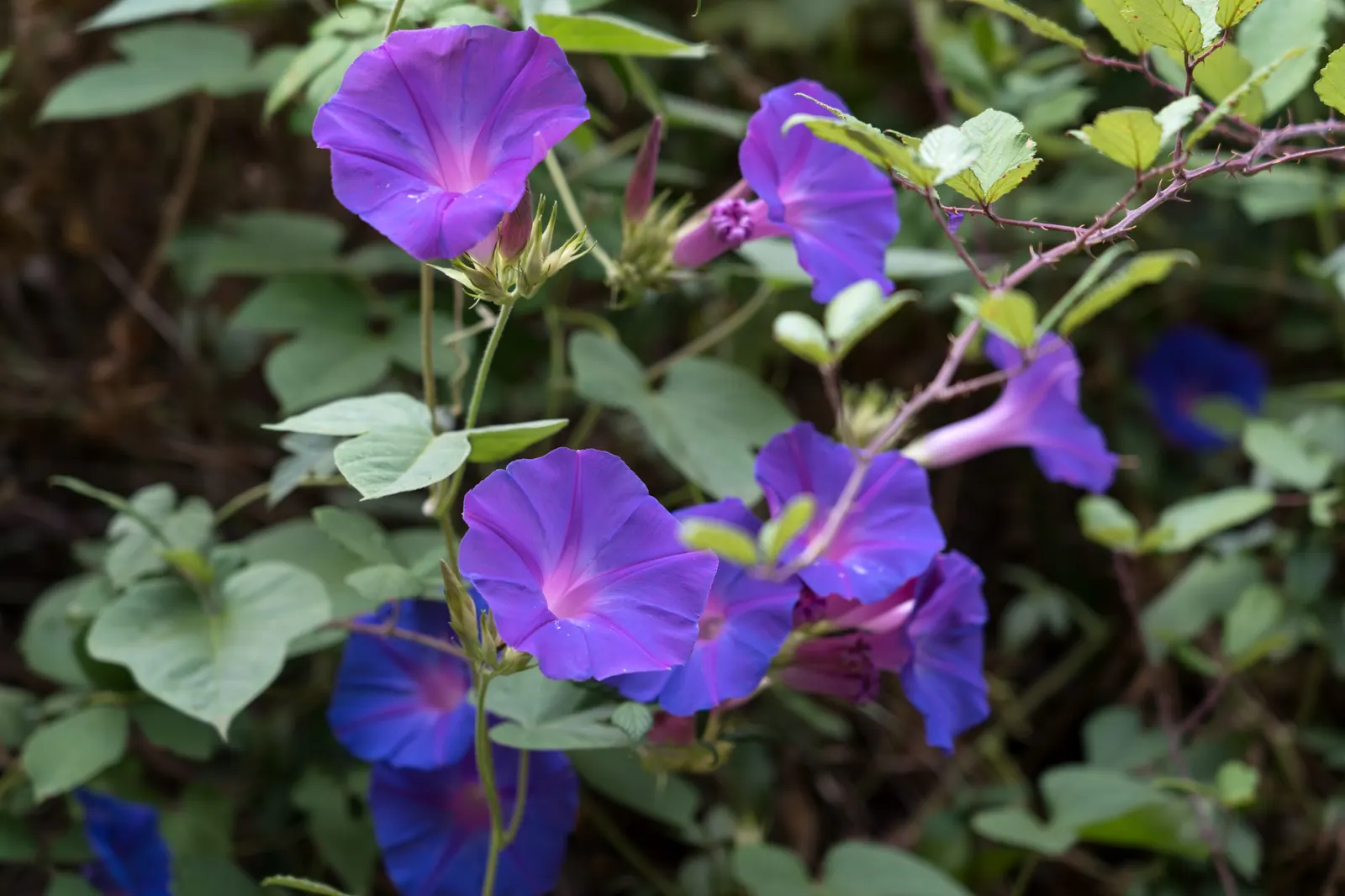 Morning Glory (Ipomoea Tricolor) — reaching heights of up to 10 feet; and can serve to obscure less desirable elements, image 95