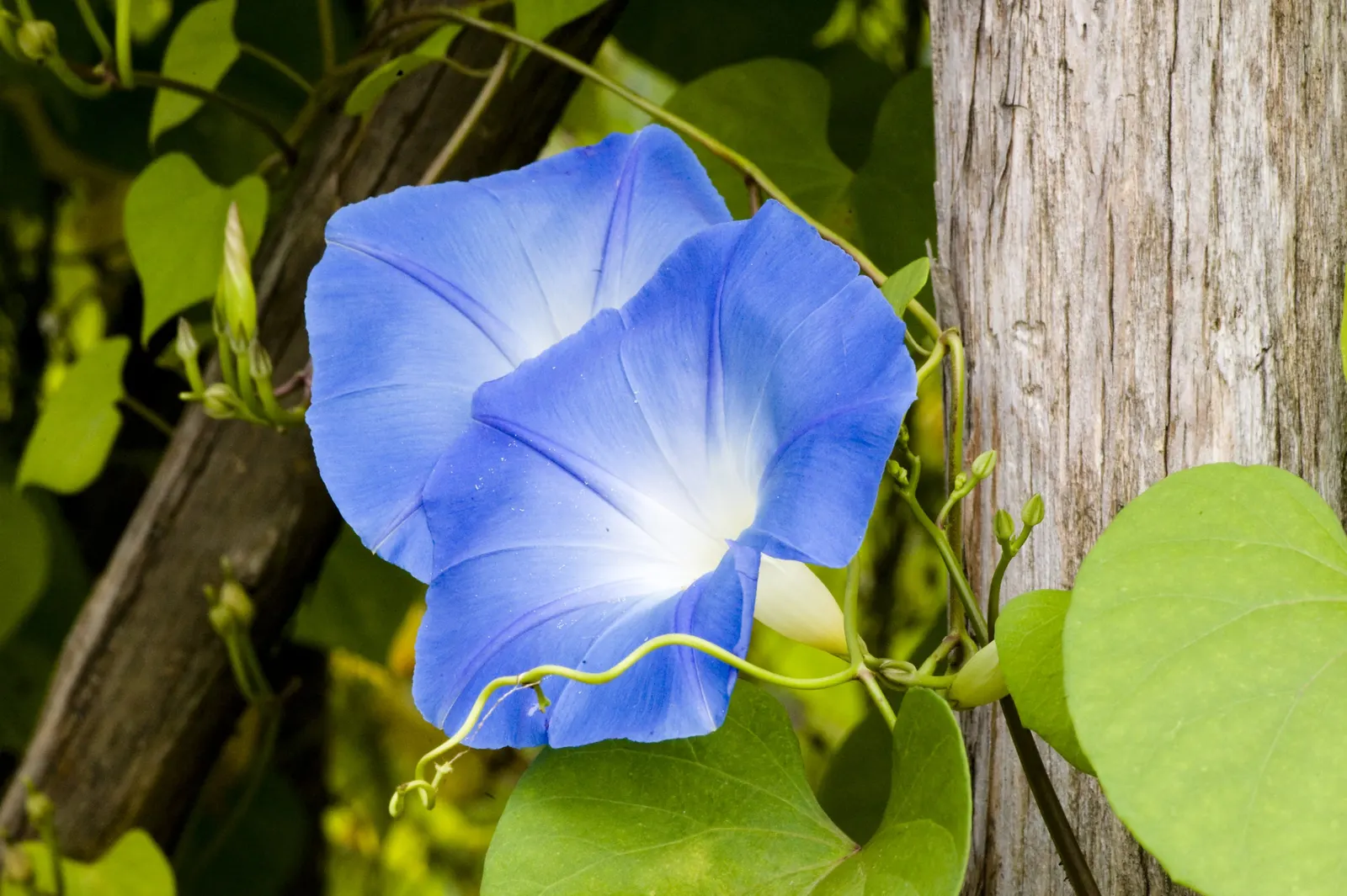 Morning Glory (Ipomoea Tricolor) — Morning Glory (Ipomoea tricolor) is a fast-growing
