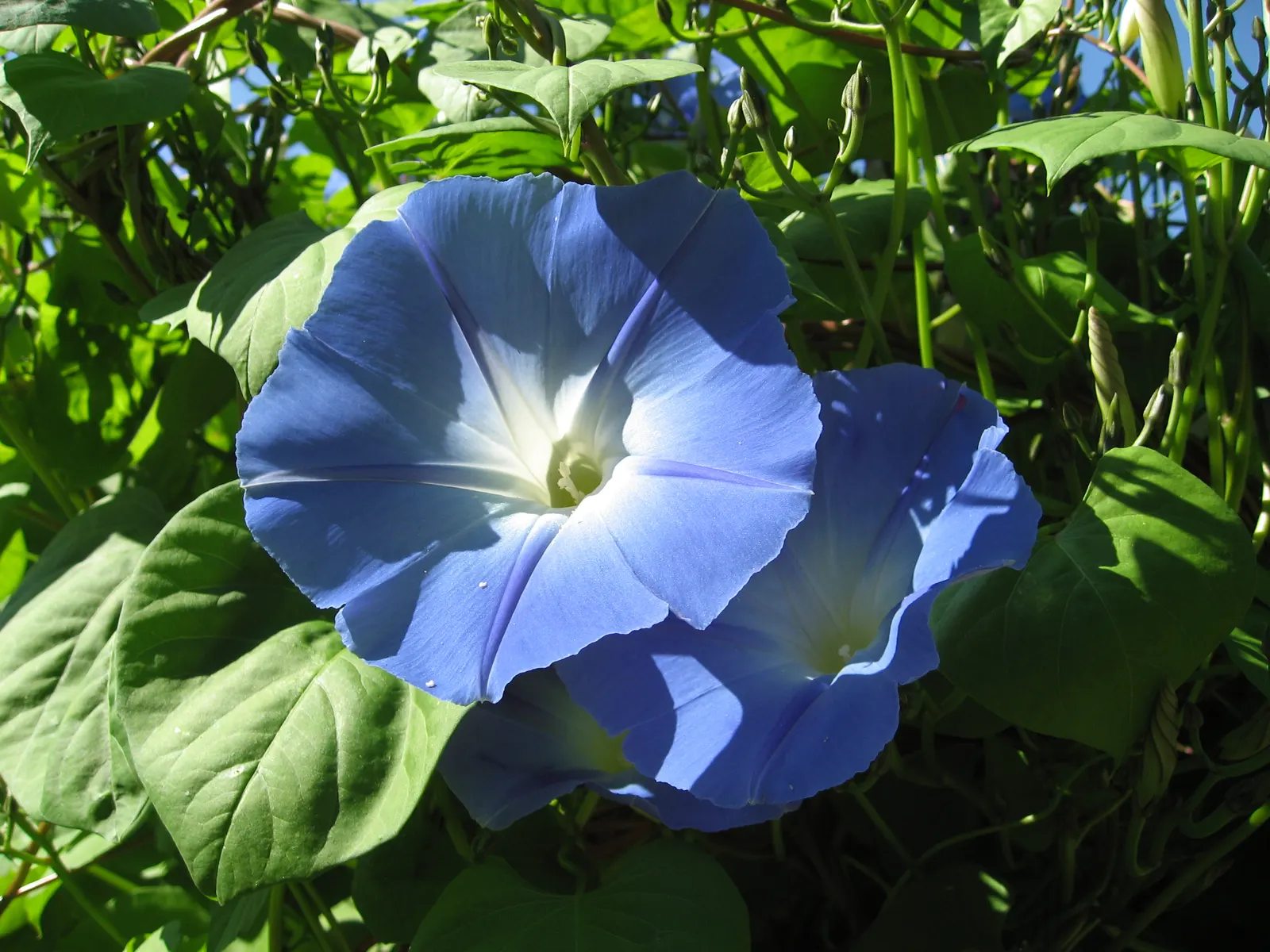 Morning Glory (Ipomoea Tricolor) — slow-release fertilizer monthly during the growing season.<br><br>In landscape design; its heart-shaped leaves, image 80