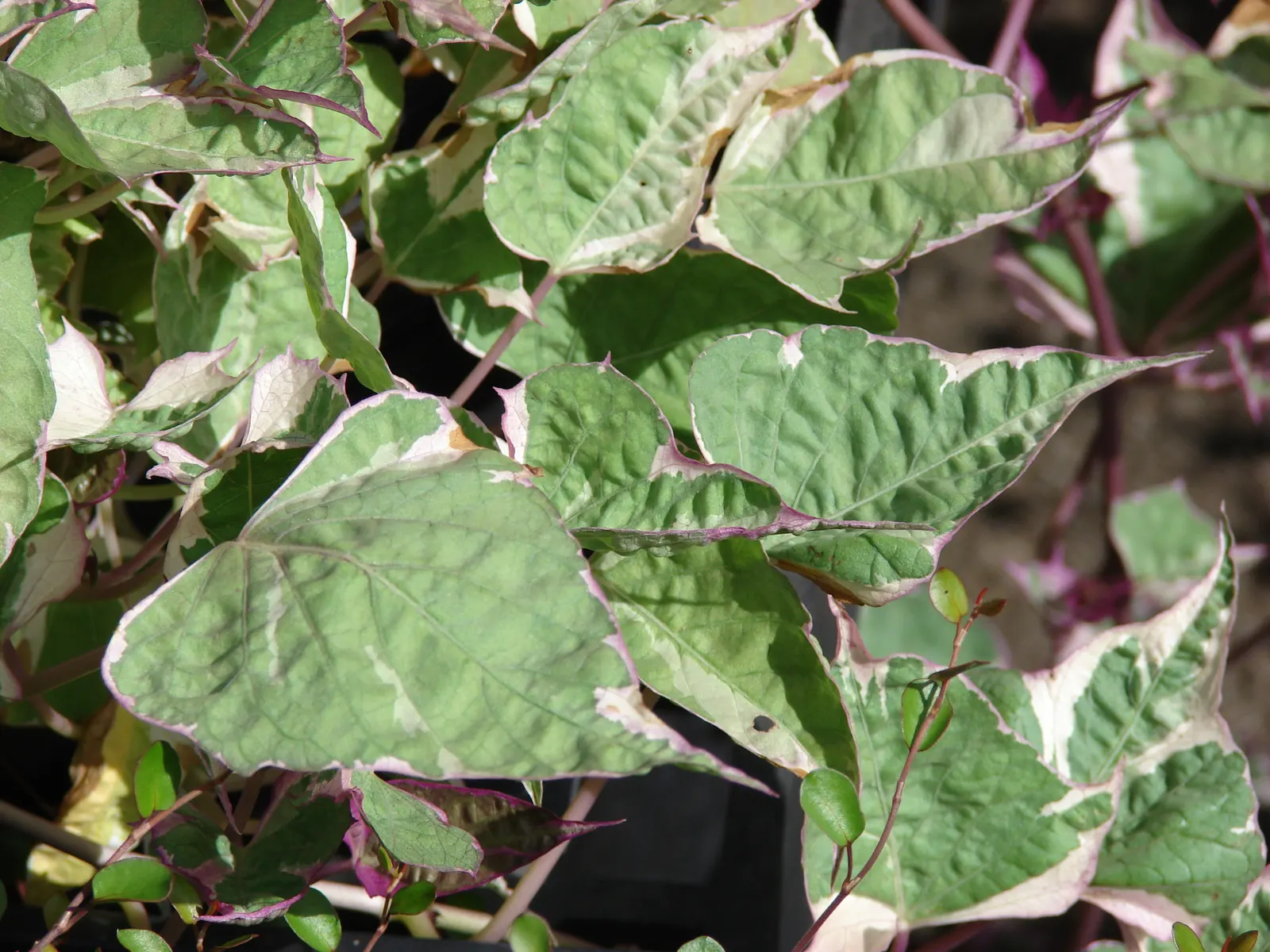 Morning Glory (Ipomoea Tricolor) — often with a contrasting star; typically 3-5 inches across