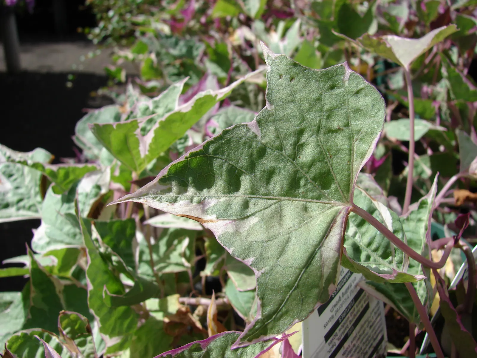 Morning Glory (Ipomoea Tricolor) — reaching heights of up to 10 feet; and can serve to obscure less desirable elements, image 66