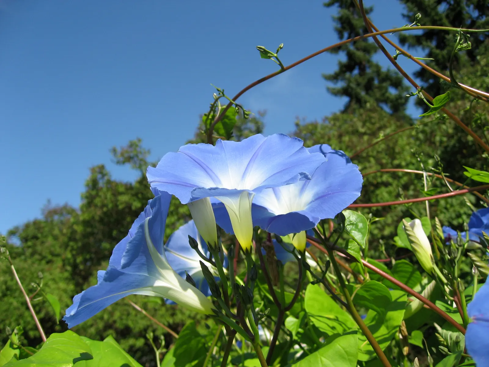 Morning Glory (Ipomoea Tricolor) — reaching heights of up to 10 feet; and can serve to obscure less desirable elements