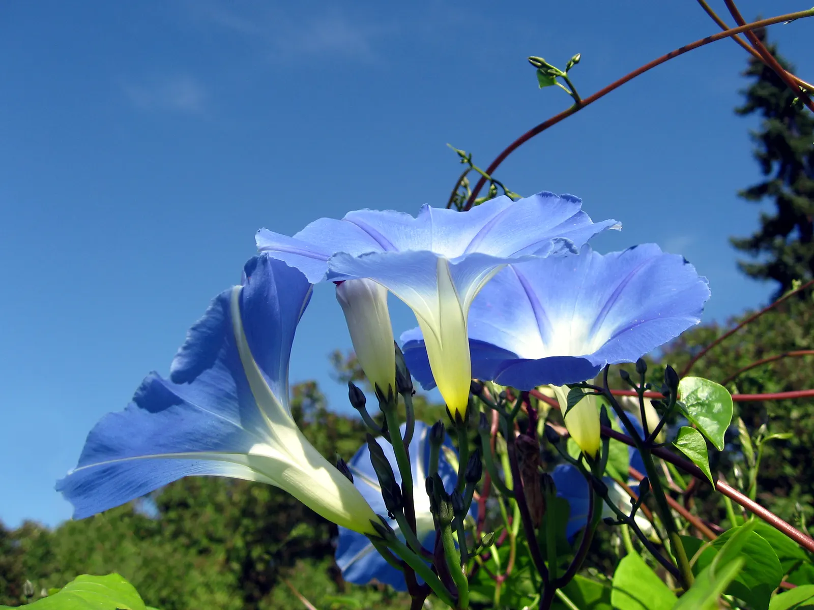 Morning Glory (Ipomoea Tricolor) — slow-release fertilizer monthly during the growing season.<br><br>In landscape design; its heart-shaped leaves, image 109