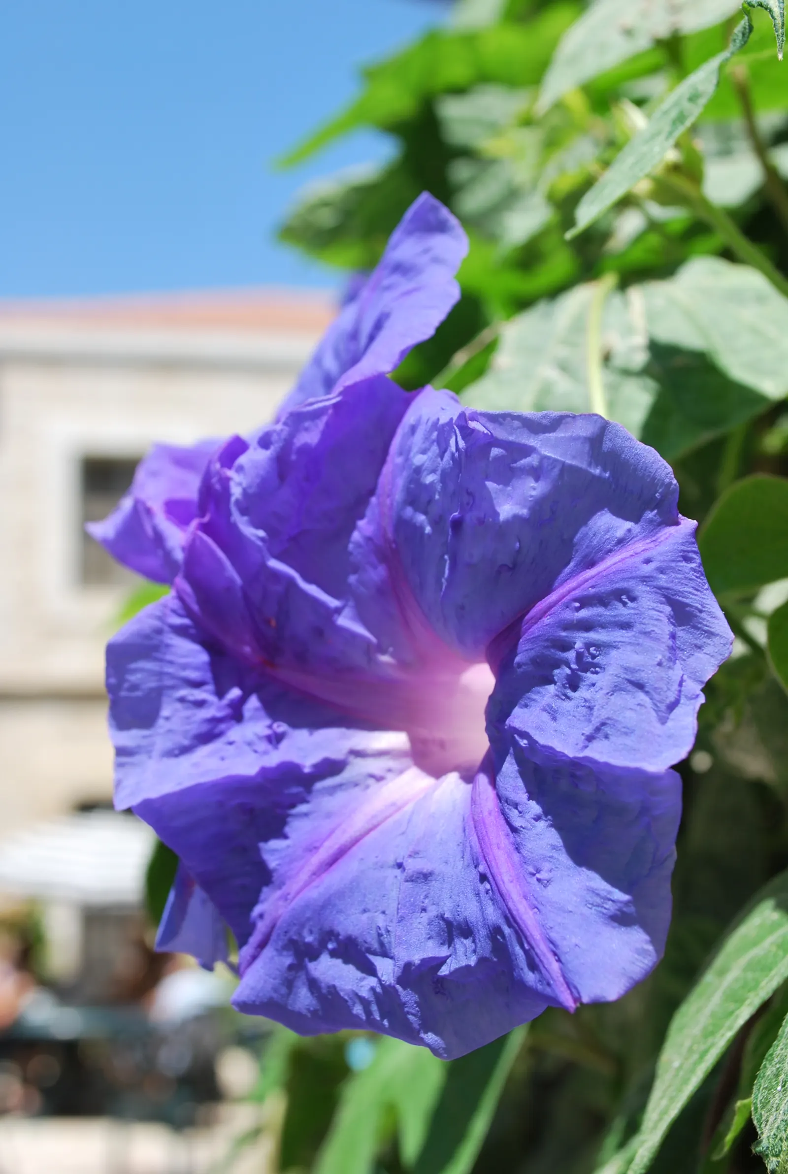 Morning Glory (Ipomoea Tricolor) — and can serve to obscure less desirable elements; if situated in cooler climates, they are best grown as annuals, image 111