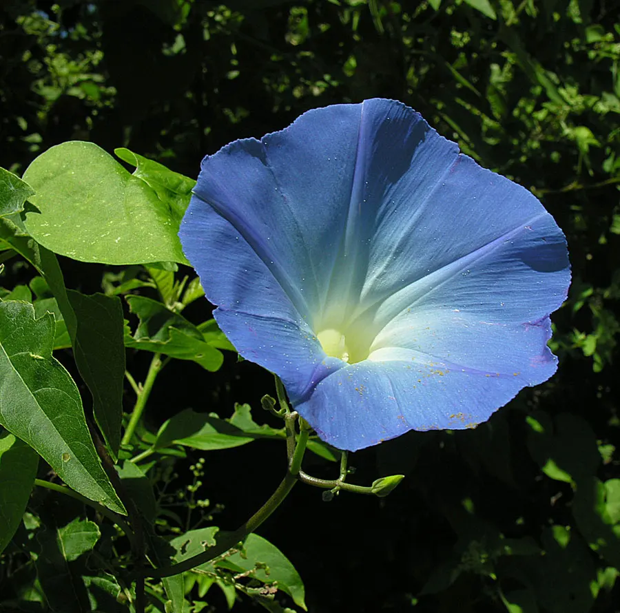 Morning Glory (Ipomoea Tricolor) — and can serve to obscure less desirable elements; if situated in cooler climates, they are best grown as annuals