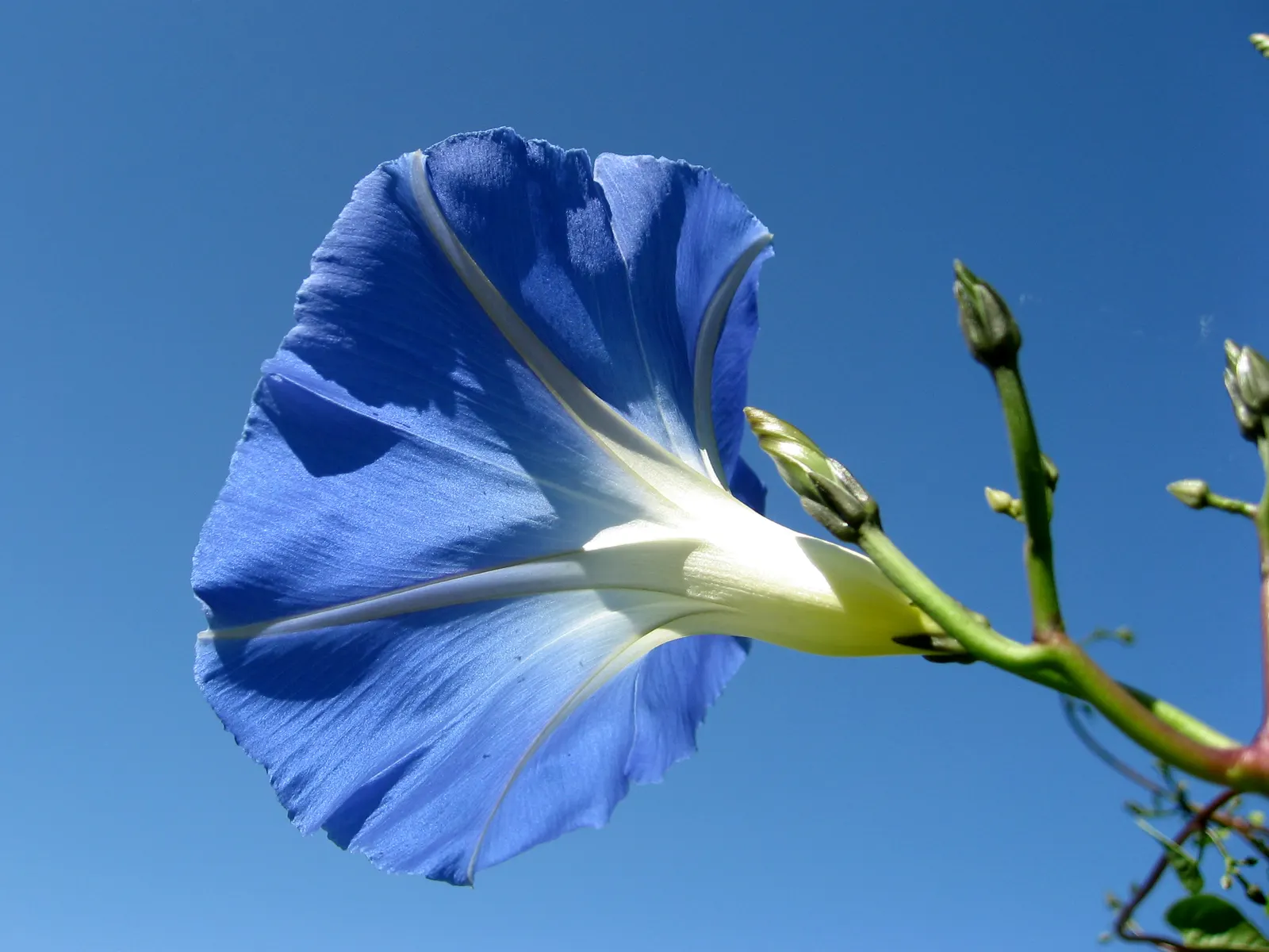 Morning Glory (Ipomoea Tricolor) — Full sun exposure is ideal for maximum flowering, but the plant will tolerate light shade; slow-release, image 103