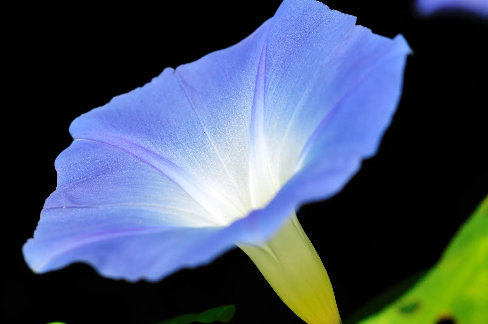 Morning Glory (Ipomoea Tricolor) — typically 3-5 inches across; though mature plants display moderate drought tolerance.<br><br>Hardy to USDA zones, image 90