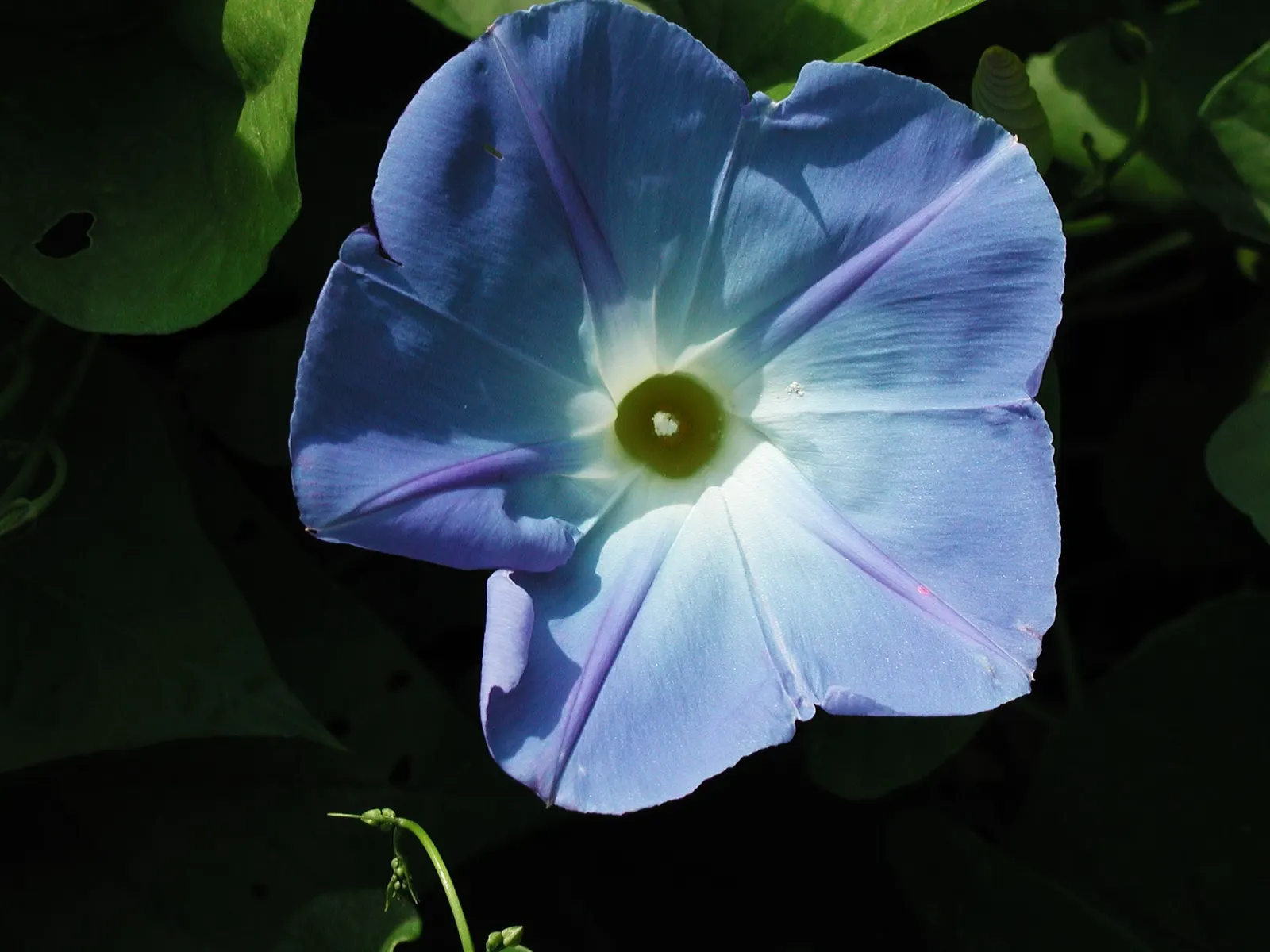 Morning Glory (Ipomoea Tricolor) — unfurl in the early morning to display hues of blue; note that seeds can be toxic if ingested, and the plant has, image 91