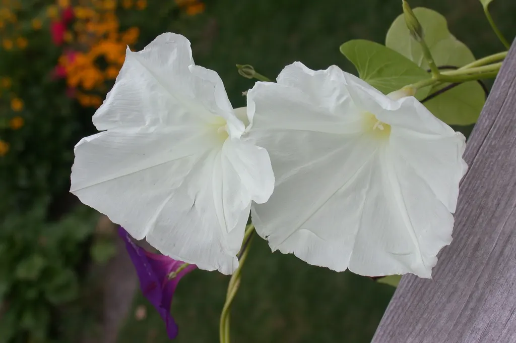 Morning Glory (Ipomoea Tricolor) — The Morning Glory (Ipomoea tricolor) is a captivating and versatile annual vine known for its stunning; renowned, image 67