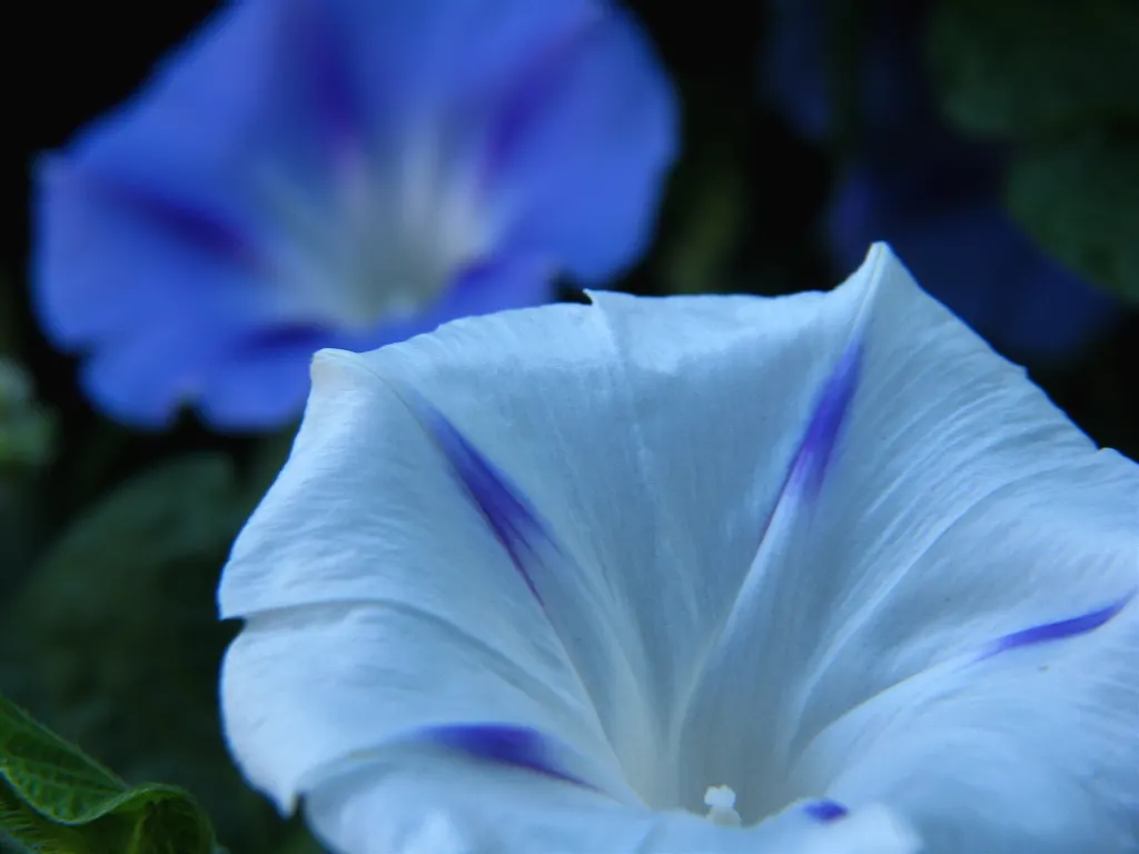 Morning Glory (Ipomoea Tricolor) — Weekly watering is recommended; vine for full