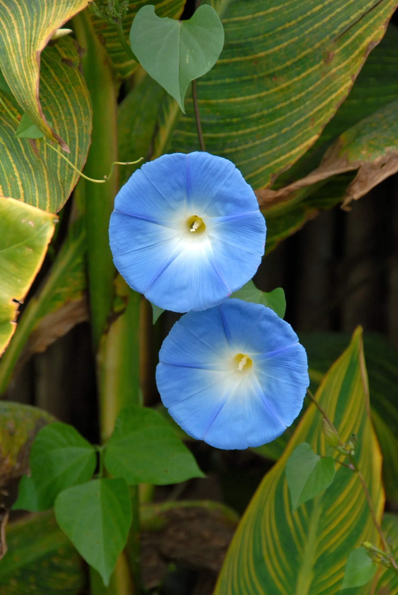 Morning Glory (Ipomoea Tricolor) — blue and lavender and multi-colored flowers in the garden; often with a distinctive white throat.<br><br>This, image 85