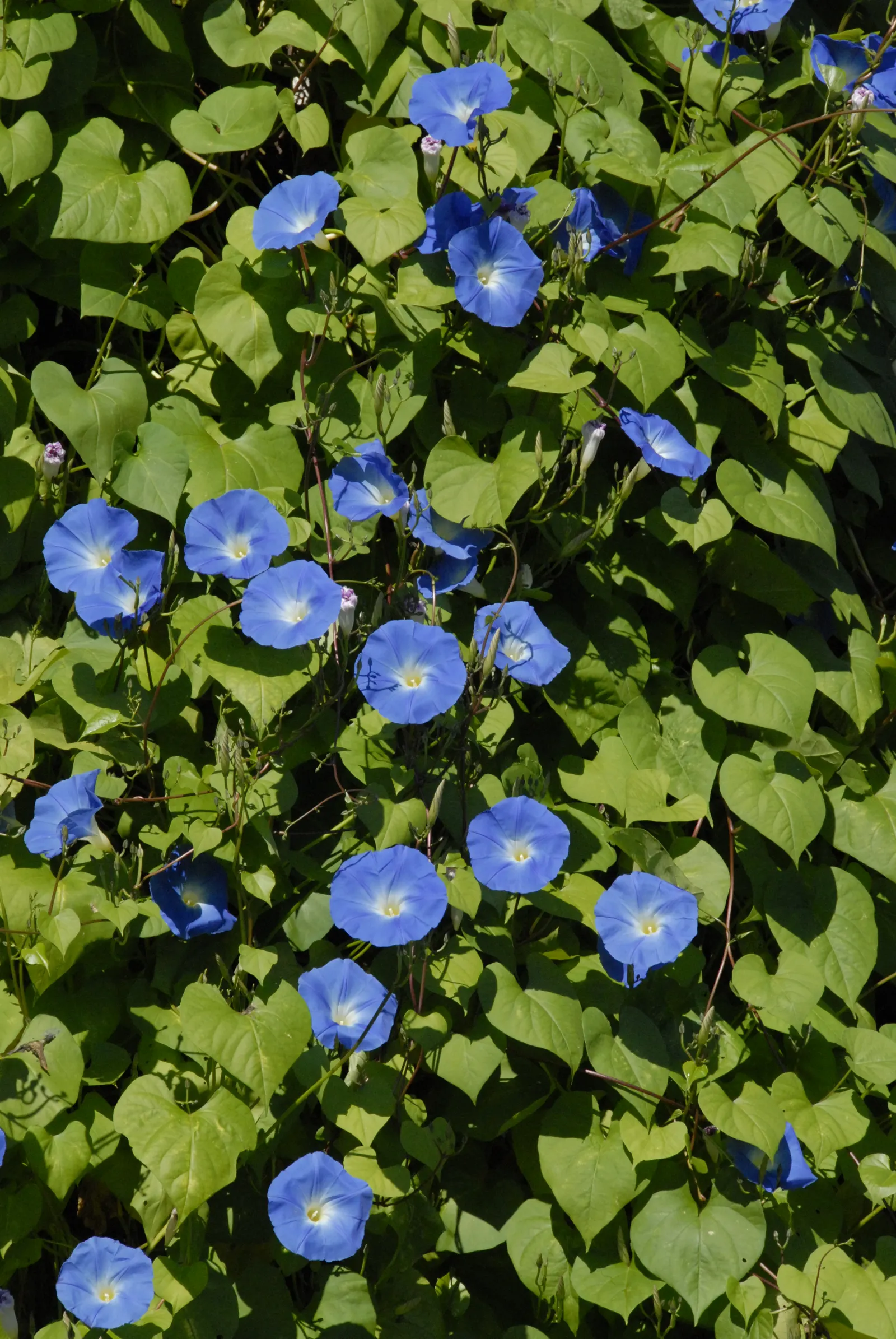 Morning Glory (Ipomoea Tricolor) — trumpet-shaped blooms that unfurl in the early morning hours; the Morning Glory (Ipomoea tricolor) is a, image 68