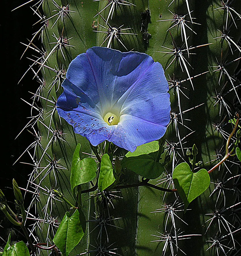 Morning Glory (Ipomoea Tricolor) — it requires well-draining soil and a structure to climb; weekly watering is recommended, image 65
