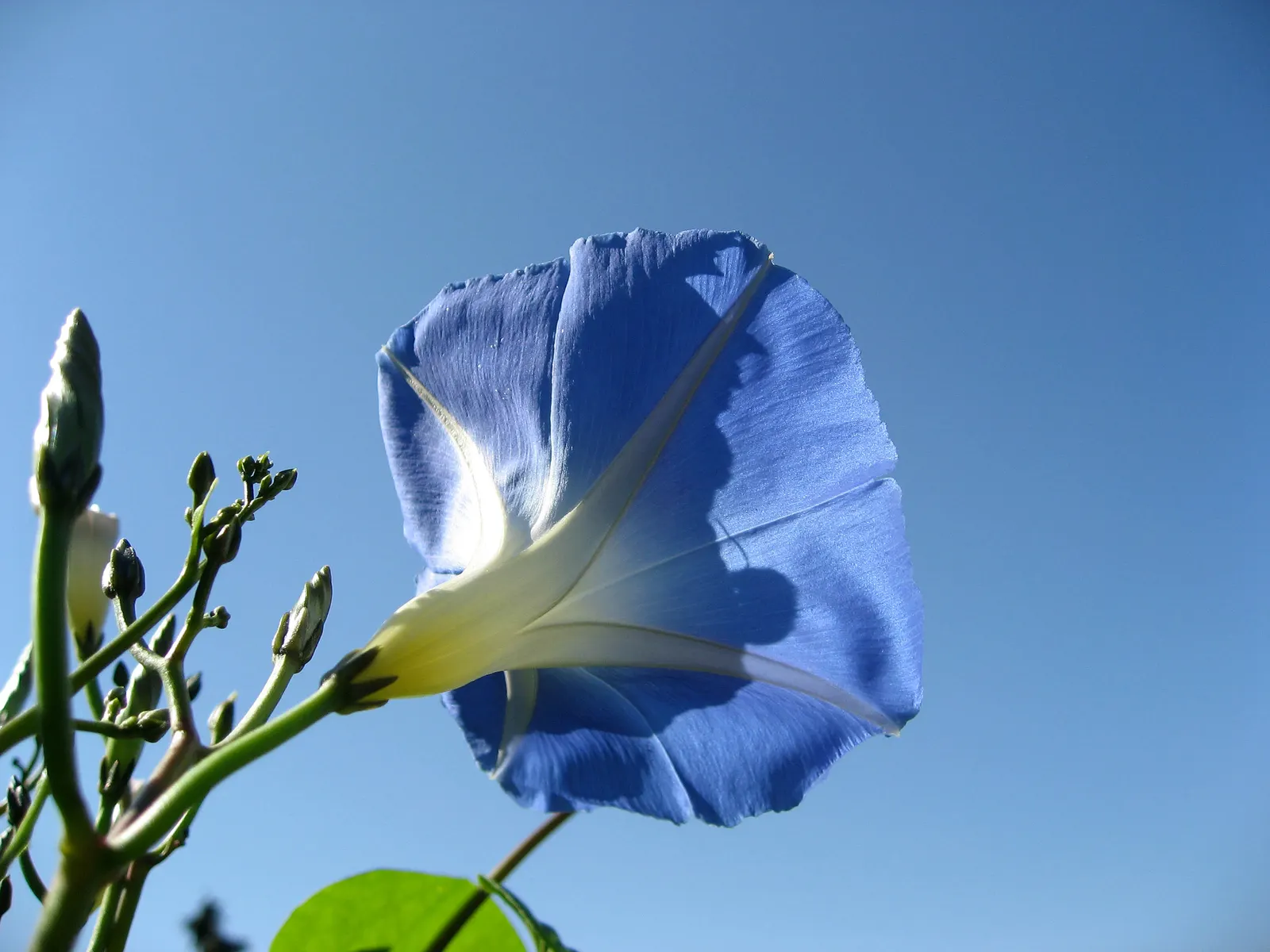 Morning Glory (Ipomoea Tricolor) — typically 3-5 inches across; though mature plants display moderate drought tolerance.<br><br>Hardy to USDA zones 10-11