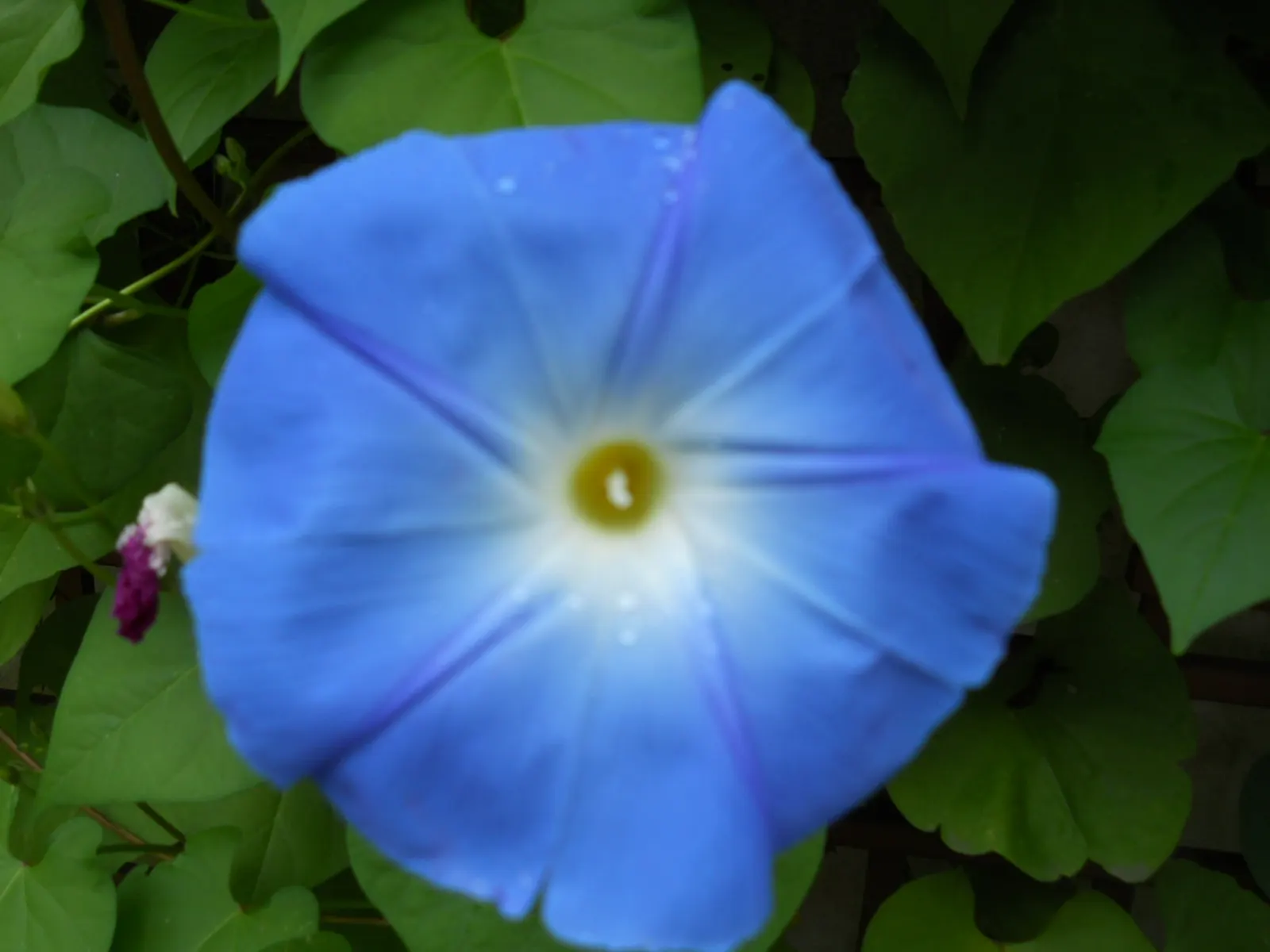 Morning Glory (Ipomoea Tricolor) — vine with blue and lavender and multi-colored blooms; morning Glories prefer temperatures between 64°F and, image 86