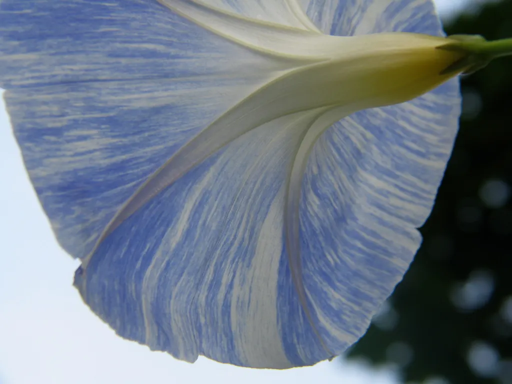 Morning Glory (Ipomoea Tricolor) — A cherished addition to any garden