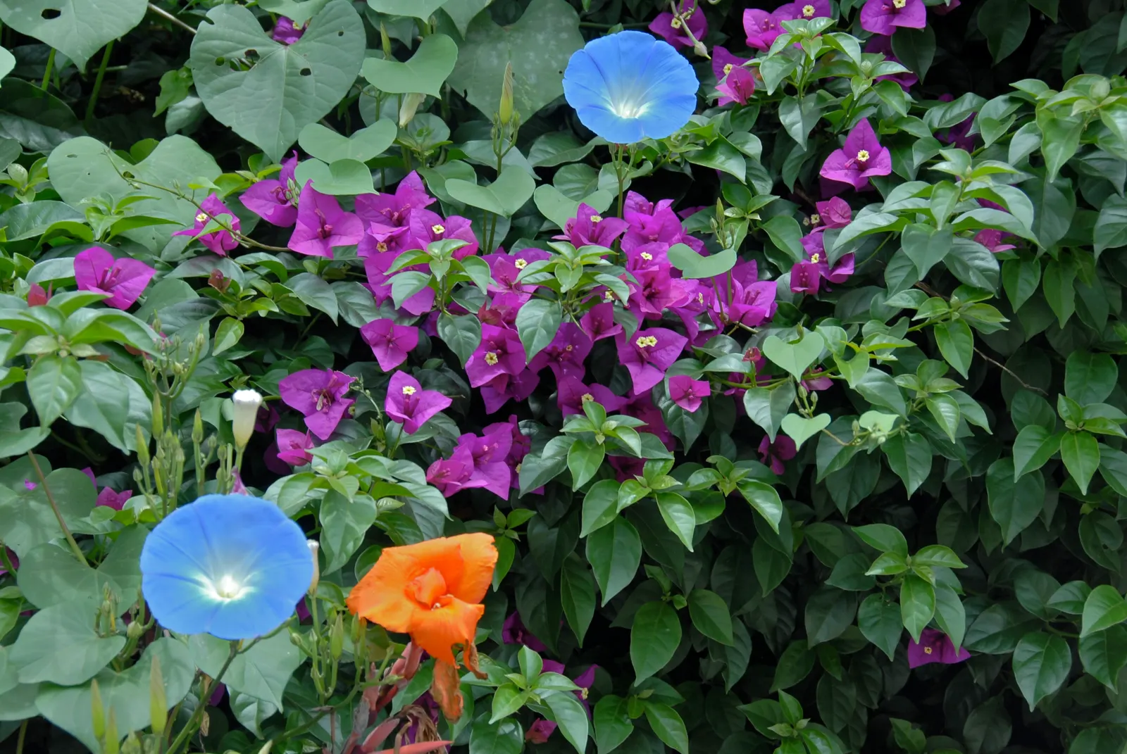 Morning Glory (Ipomoea Tricolor) — A cherished addition to any garden; full sun exposure is ideal for maximum flowering, but the plant will, image 98